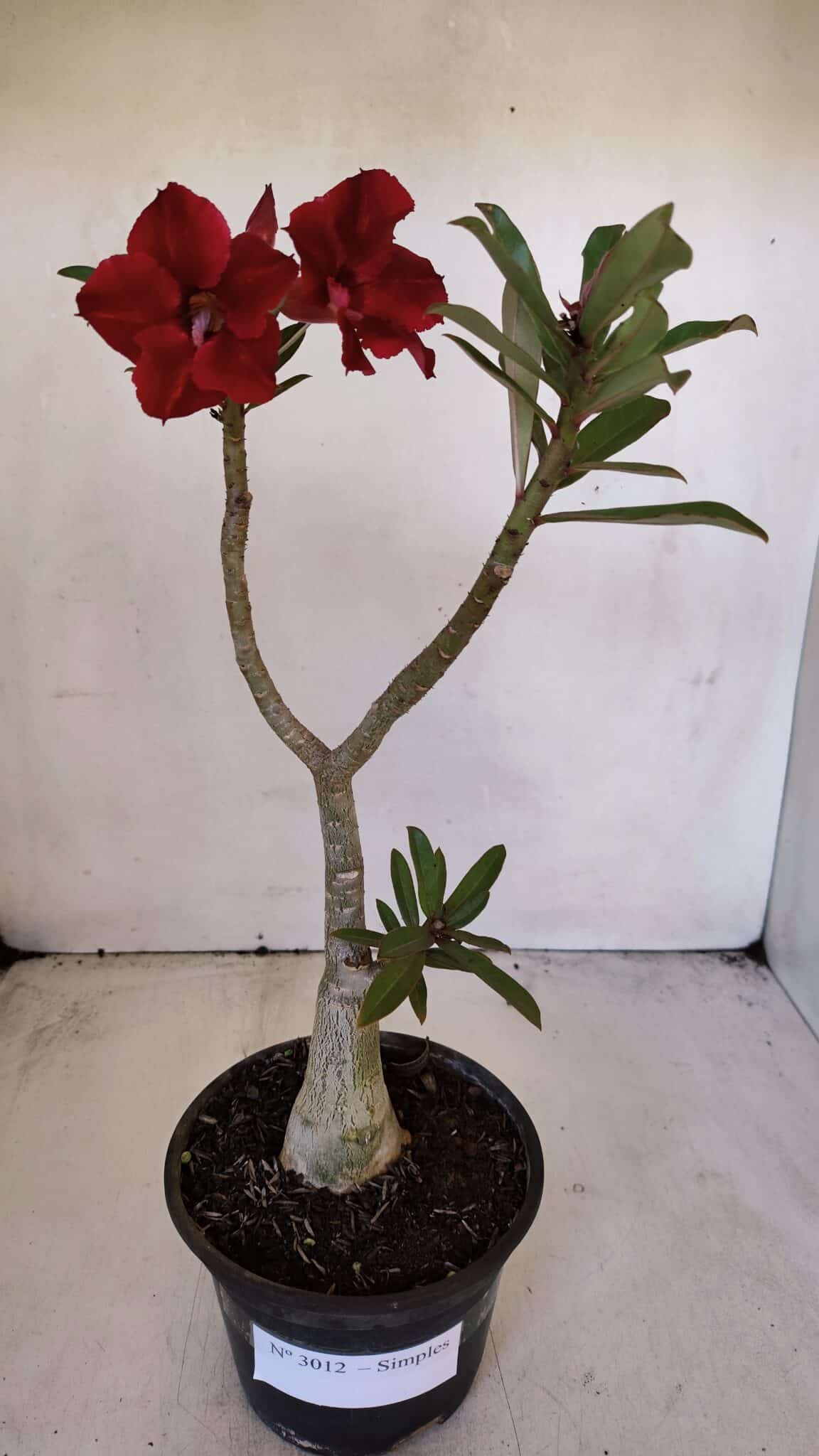 Planta Simples 3012 – 35cm – 03 anos