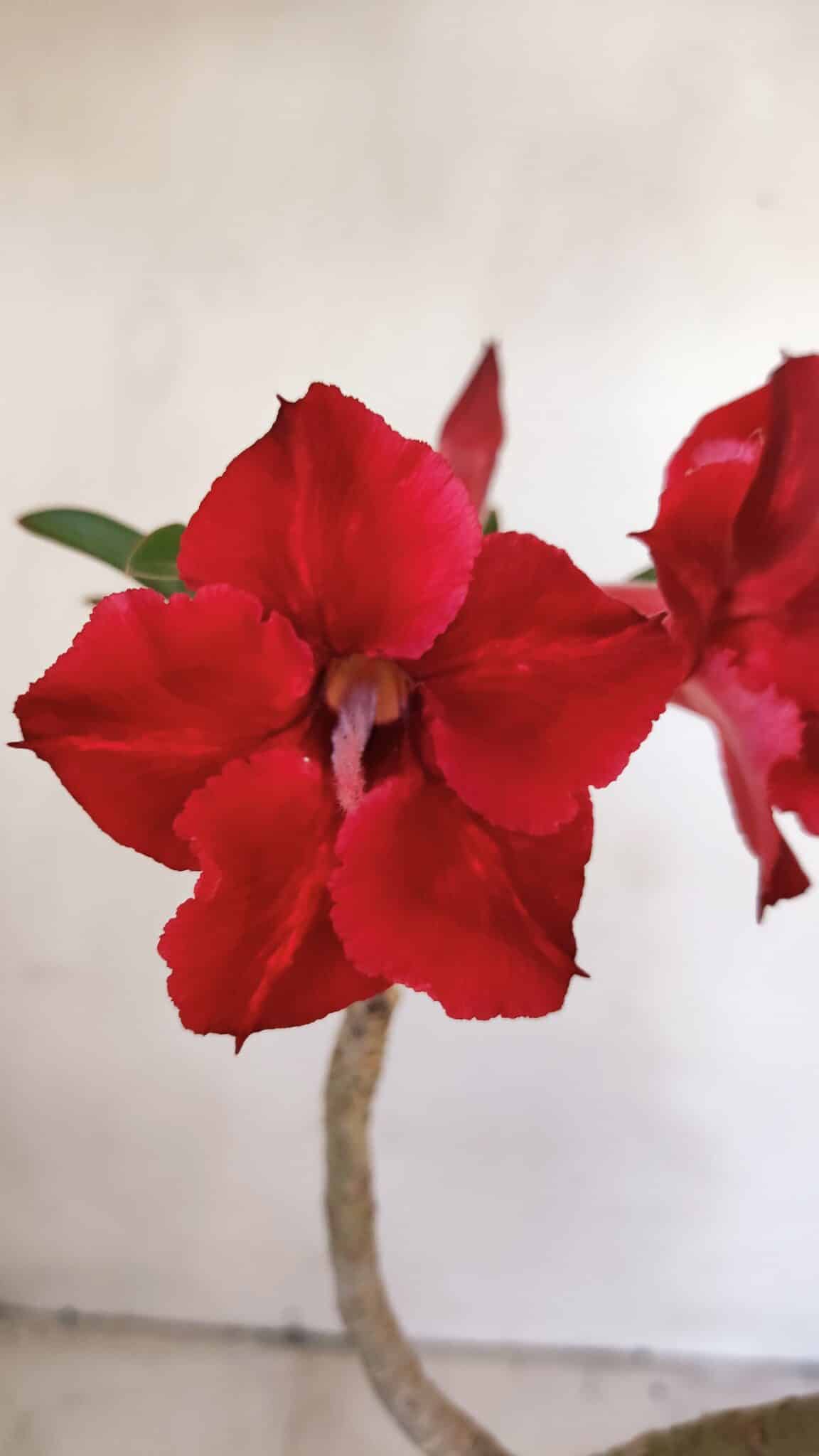 Planta Simples 3012 – 35cm – 03 anos