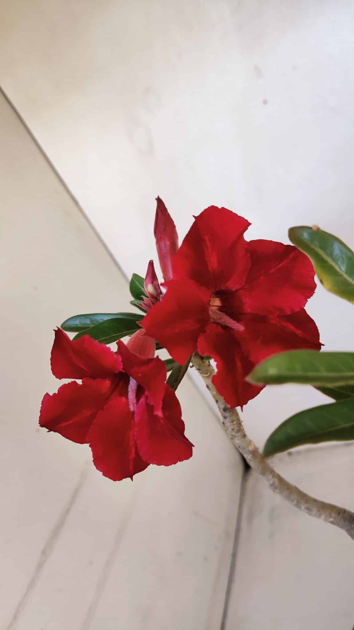 Planta Simples 3012 – 35cm – 03 anos
