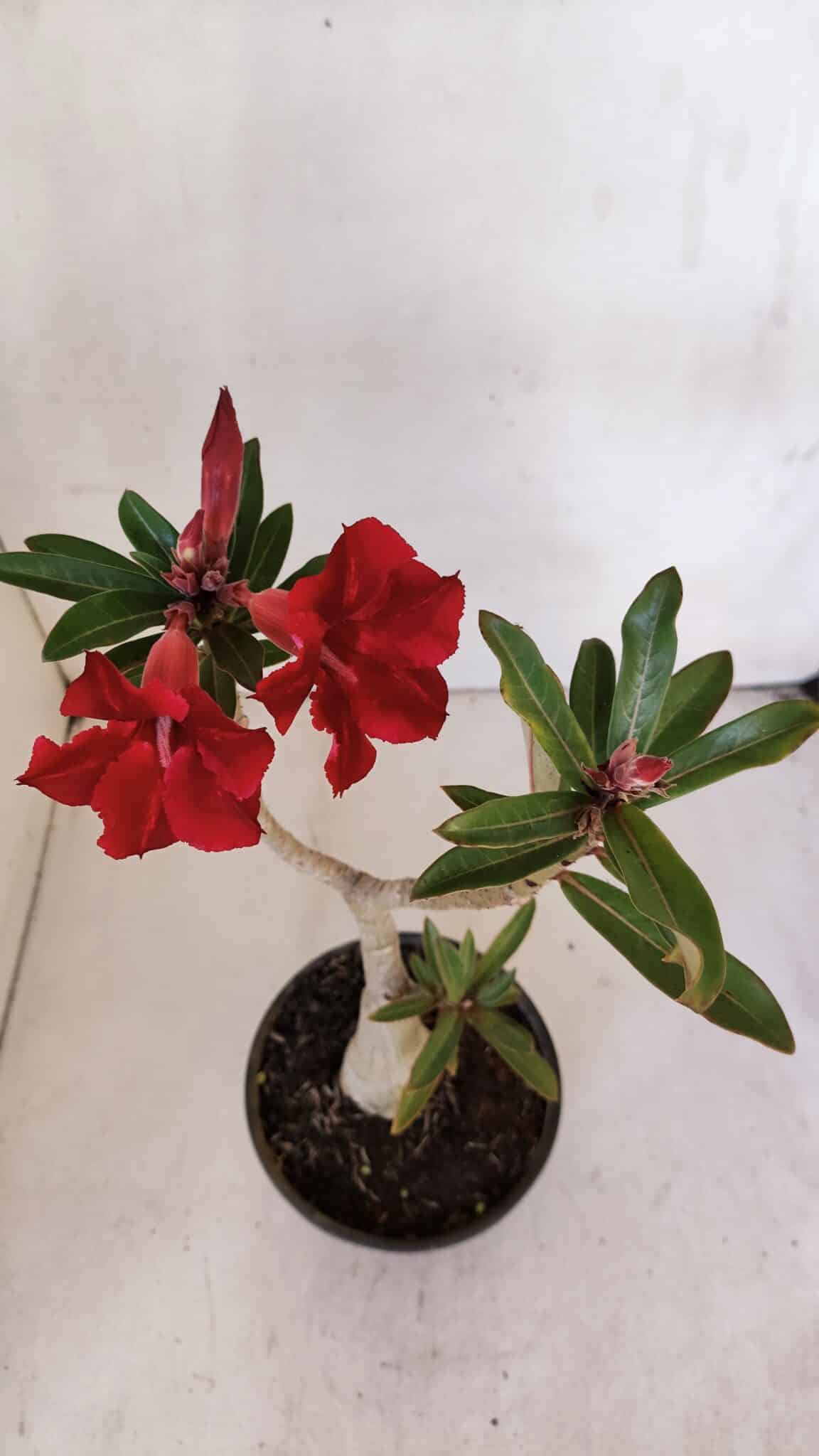 Planta Simples 3012 – 35cm – 03 anos