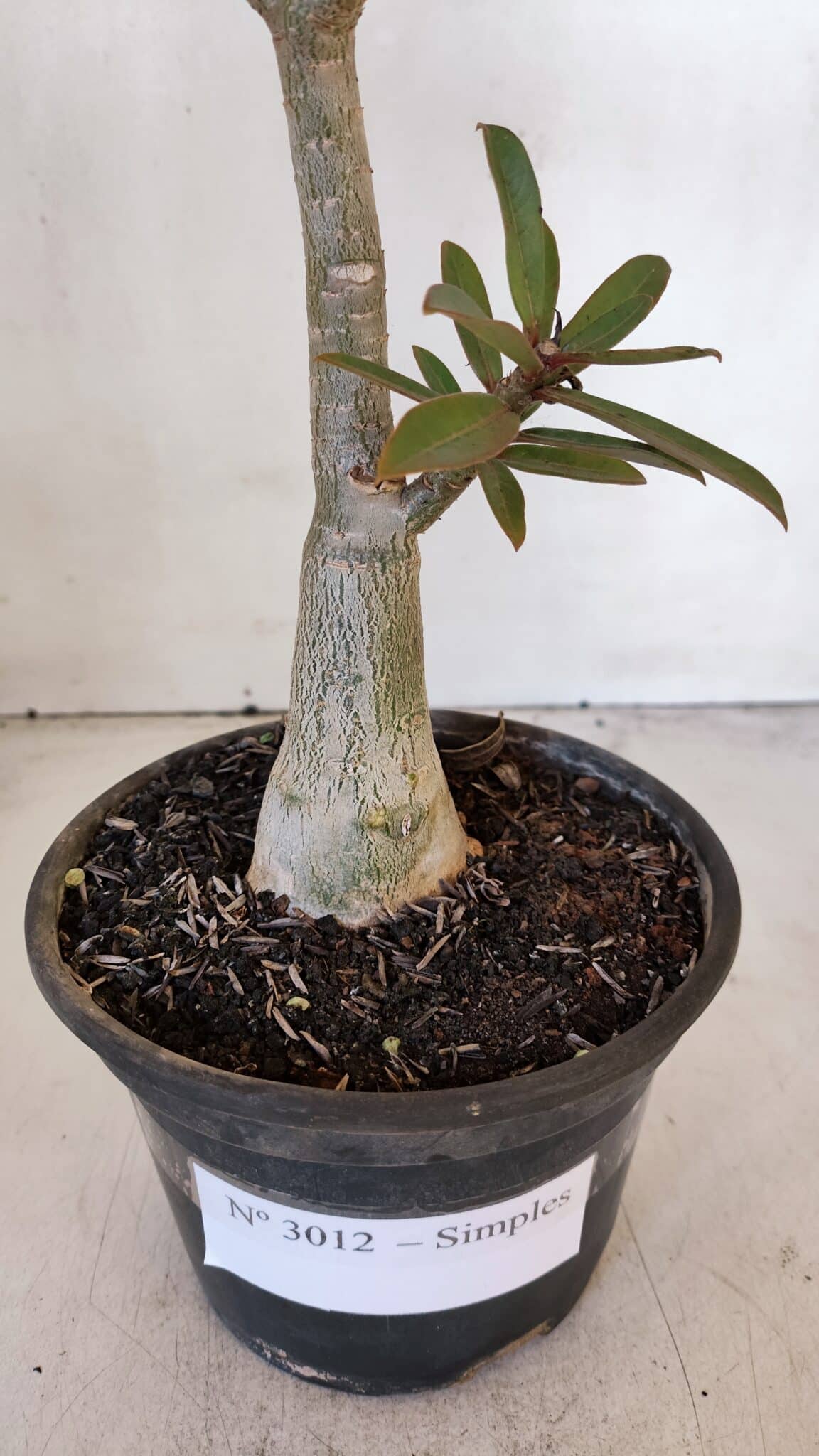 Planta Simples 3012 – 35cm – 03 anos