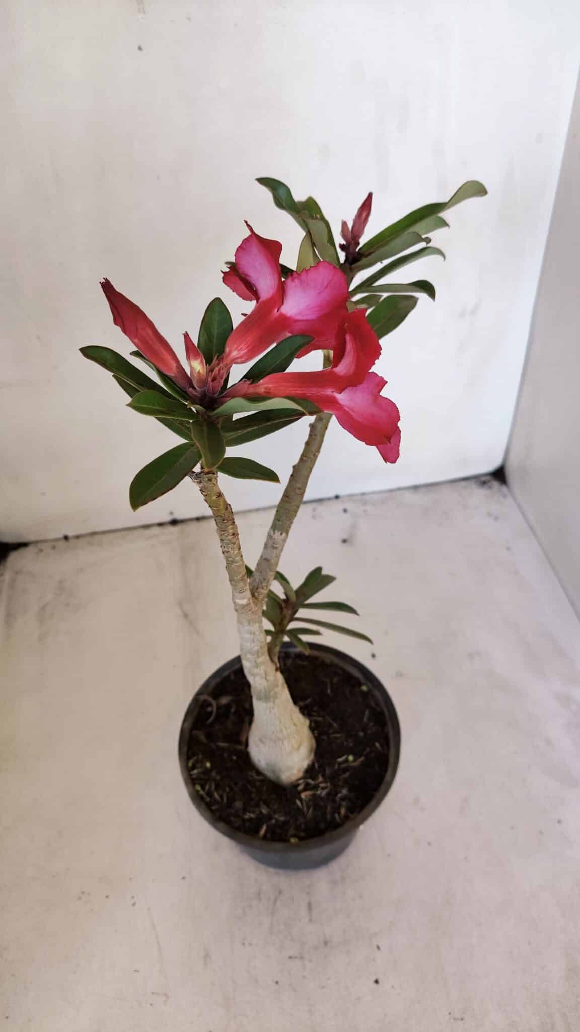 Planta Simples 3012 – 35cm – 03 anos