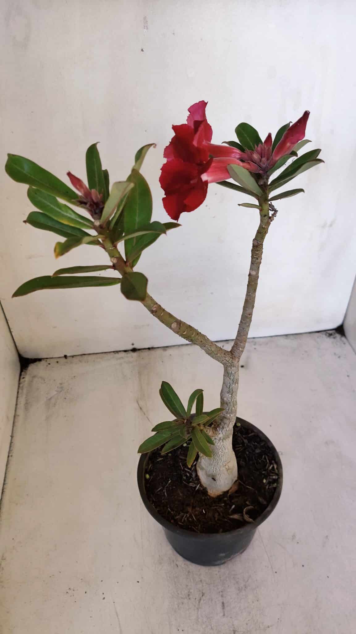 Planta Simples 3012 – 35cm – 03 anos