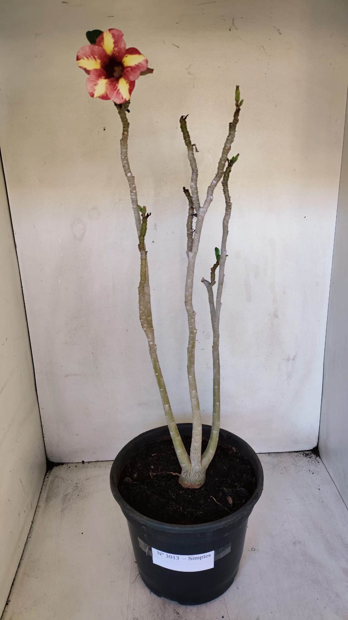 Planta Simples 3013 – 50cm – 04 anos