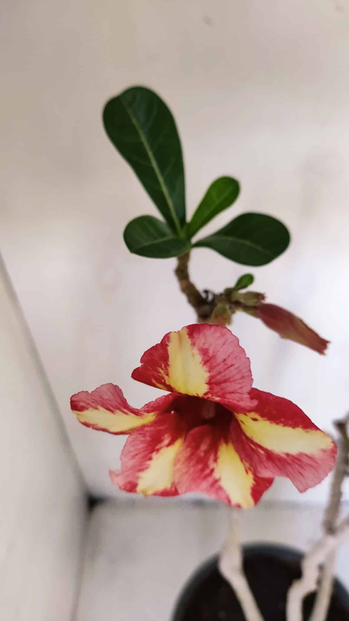 Planta Simples 3013 – 50cm – 04 anos
