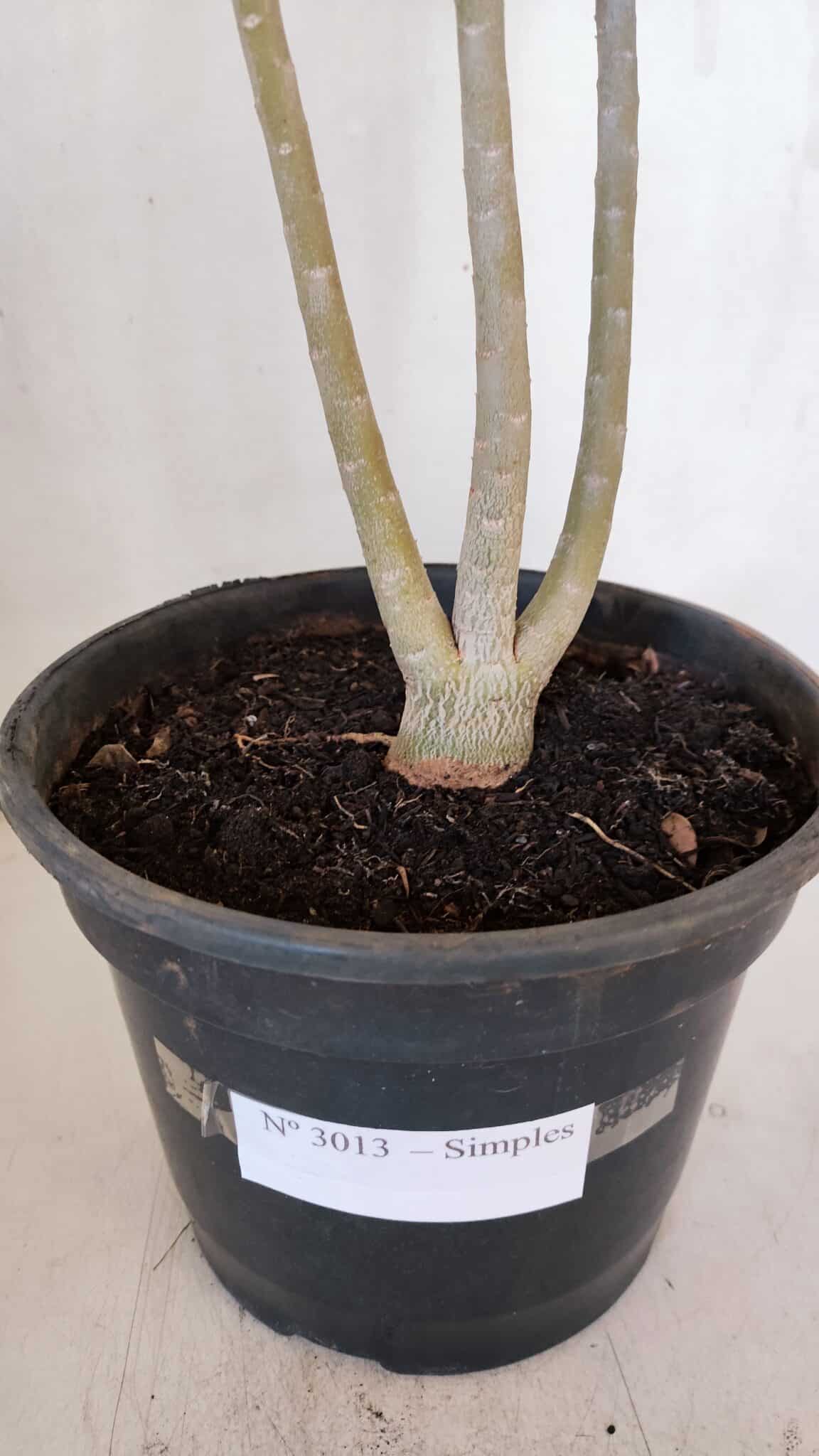 Planta Simples 3013 – 50cm – 04 anos