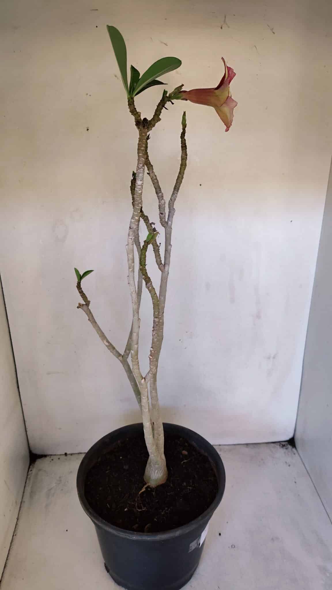 Planta Simples 3013 – 50cm – 04 anos