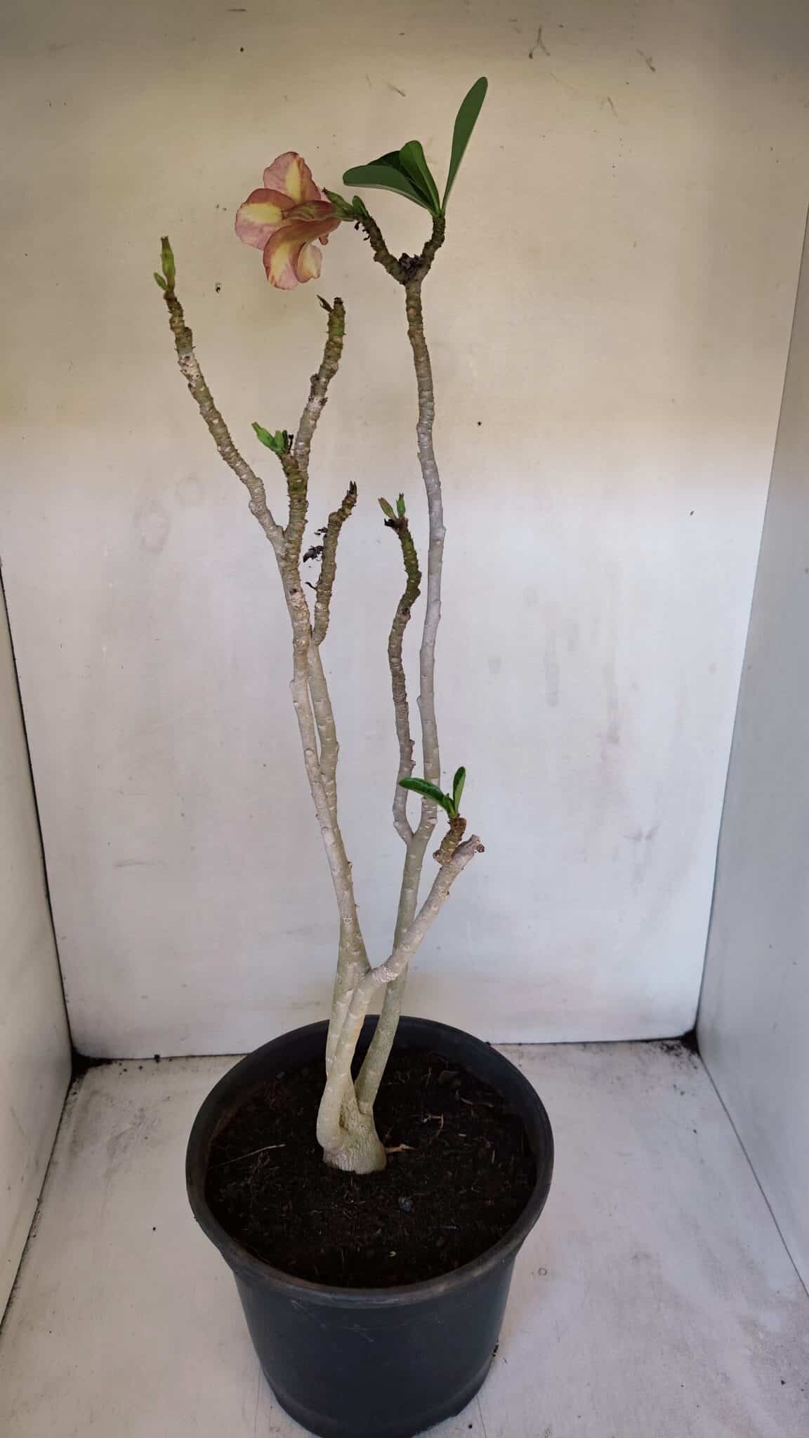 Planta Simples 3013 – 50cm – 04 anos