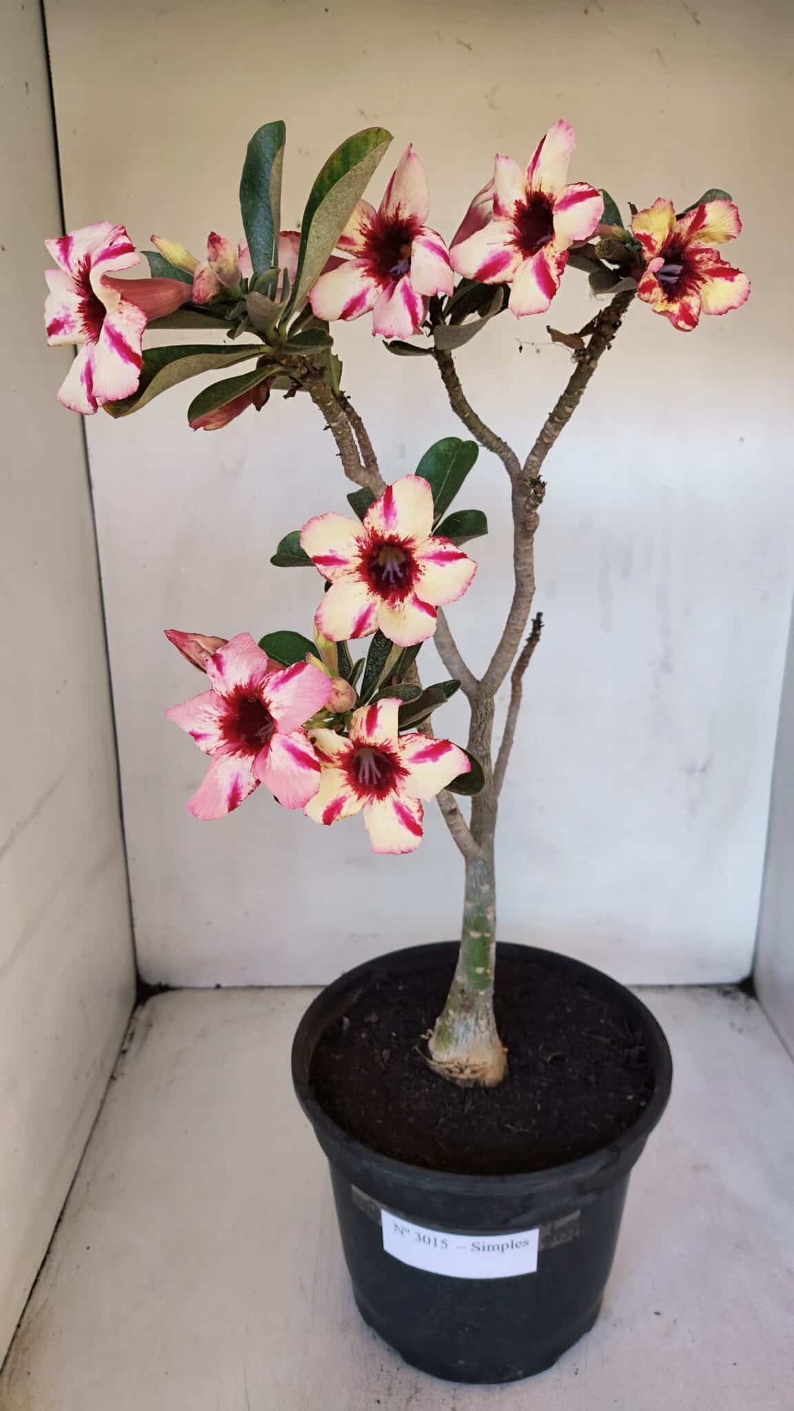 Planta Simples 3015 – 45cm – 04 anos