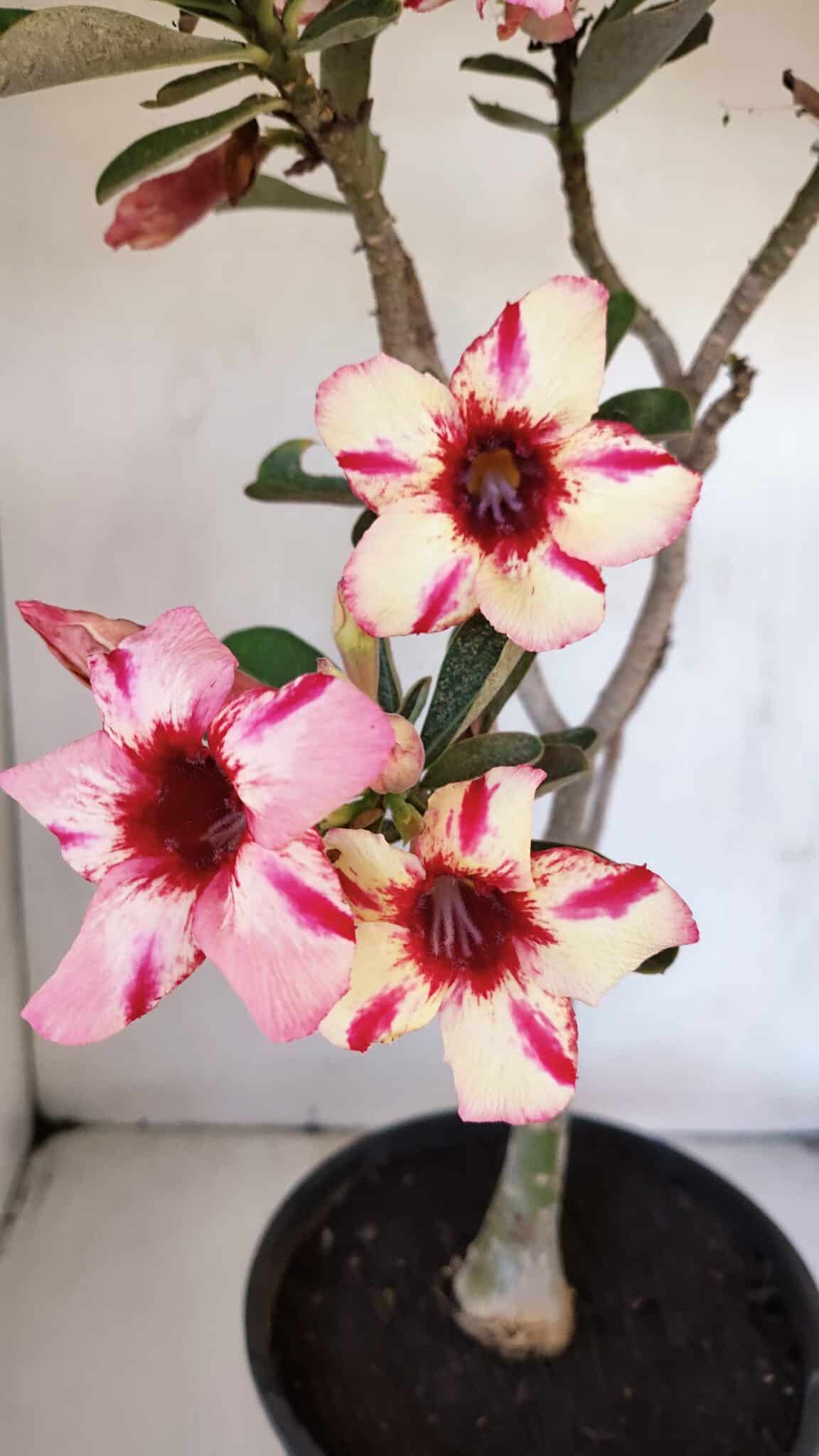 Planta Simples 3015 – 45cm – 04 anos