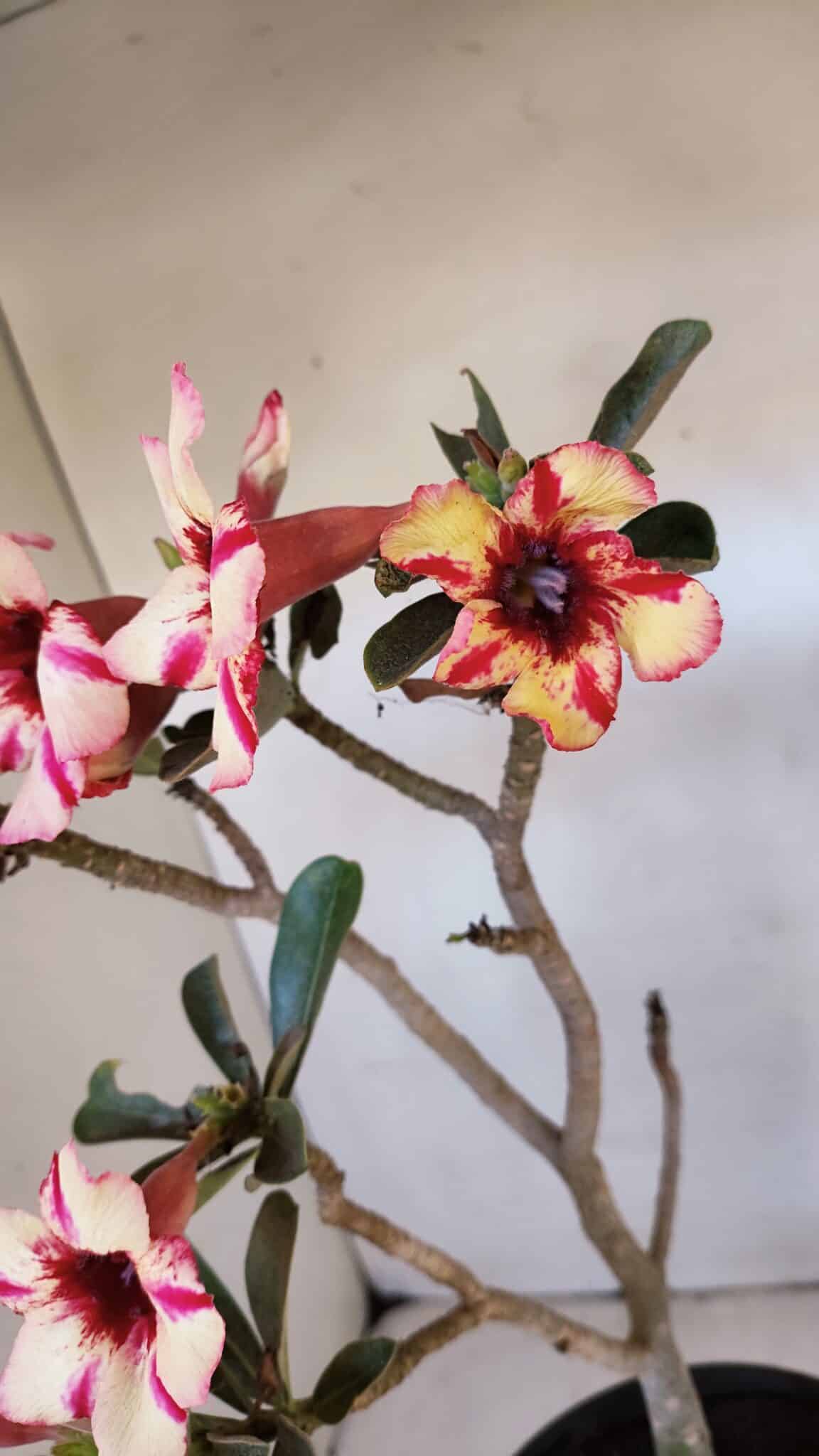 Planta Simples 3015 – 45cm – 04 anos
