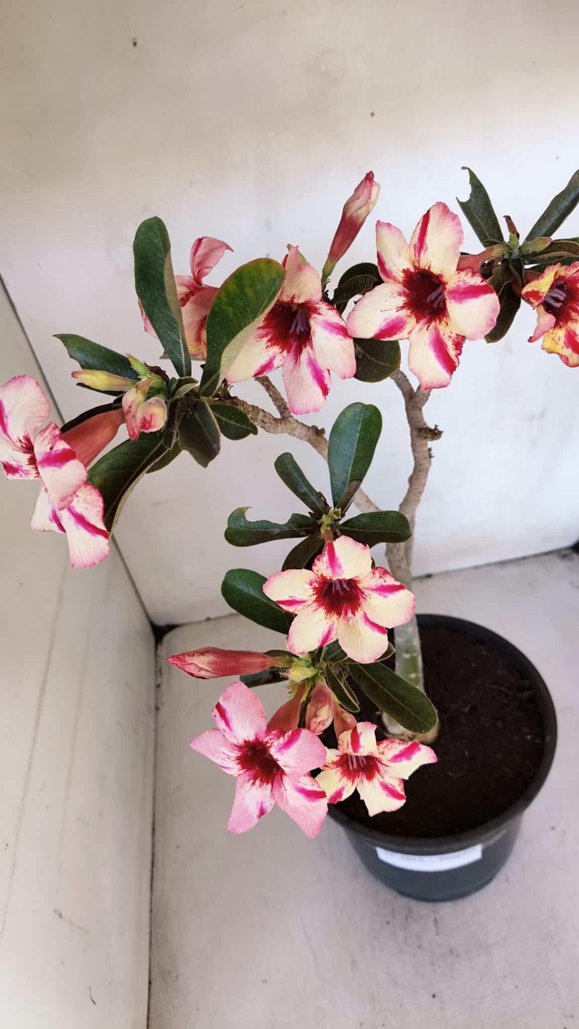Planta Simples 3015 – 45cm – 04 anos
