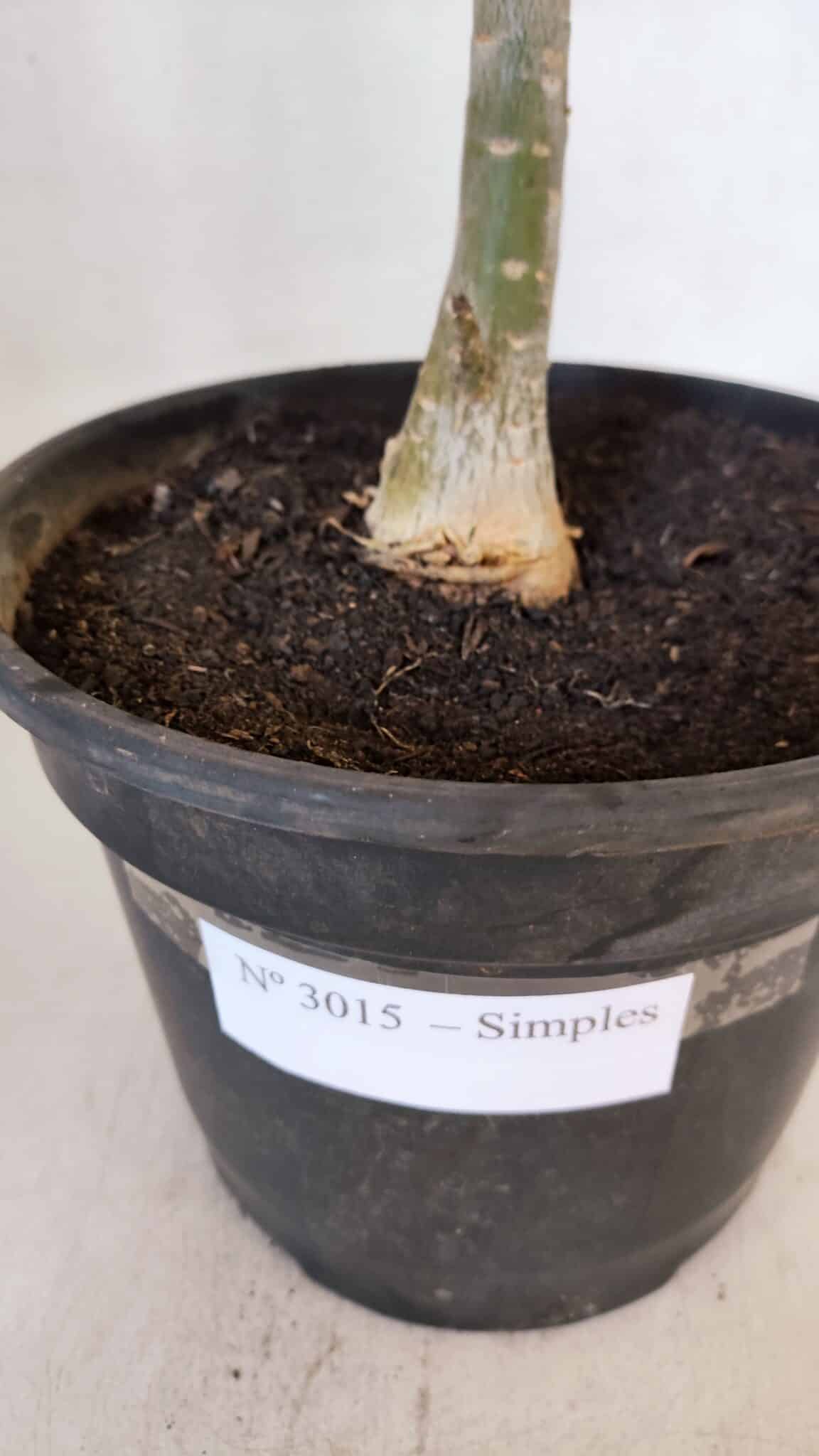 Planta Simples 3015 – 45cm – 04 anos