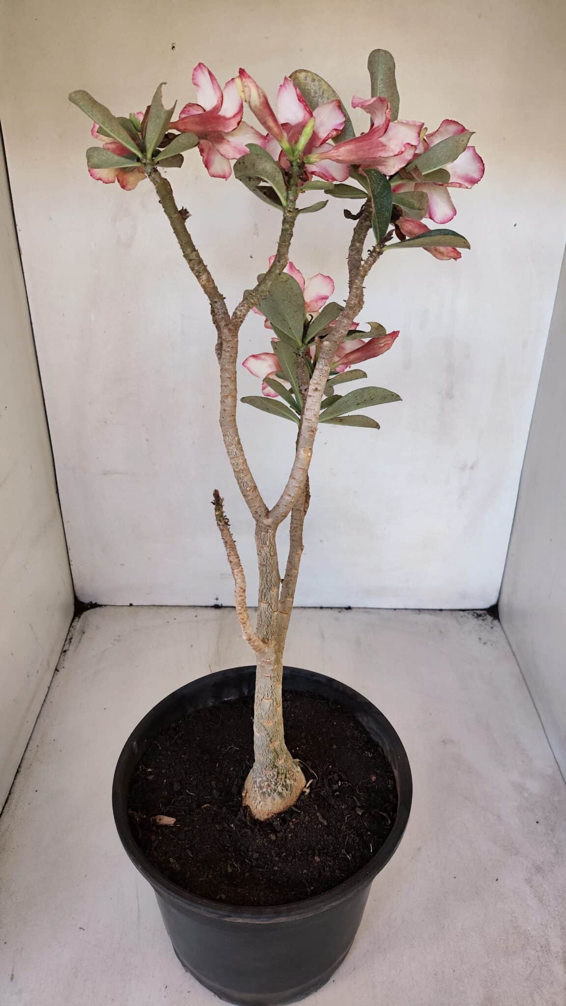 Planta Simples 3015 – 45cm – 04 anos