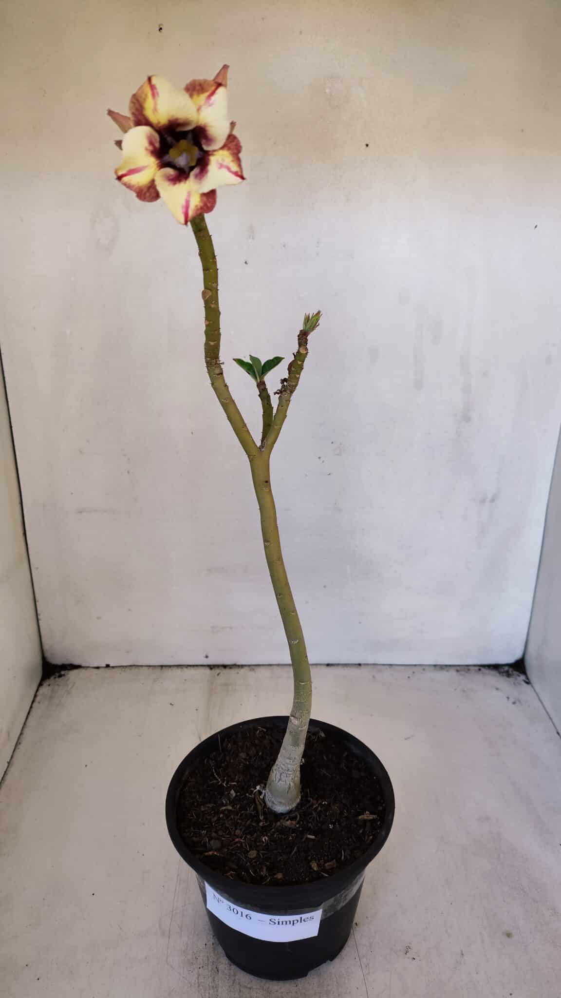 Planta Simples 3016 – 30cm – 02 anos
