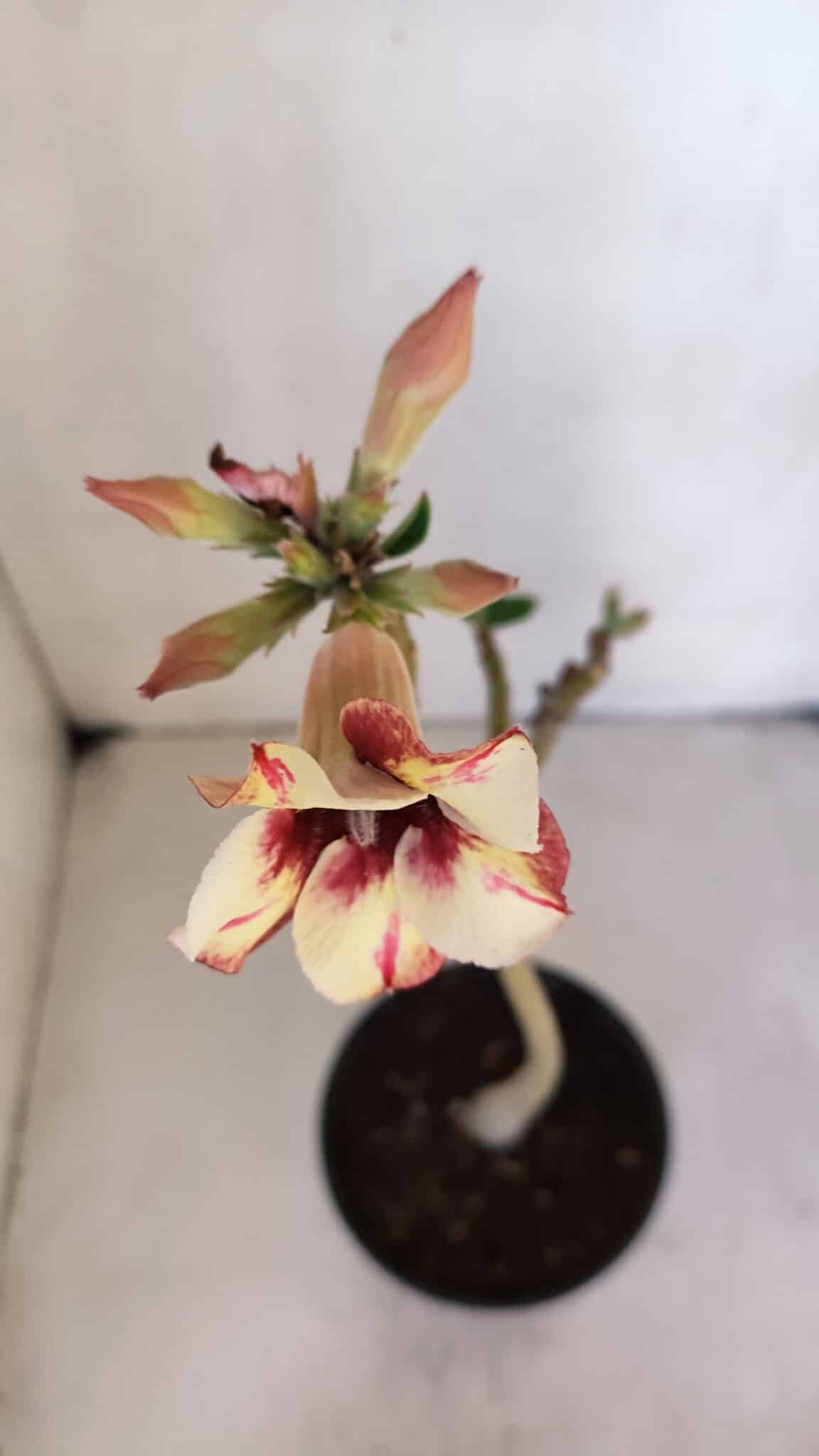 Planta Simples 3016 – 30cm – 02 anos