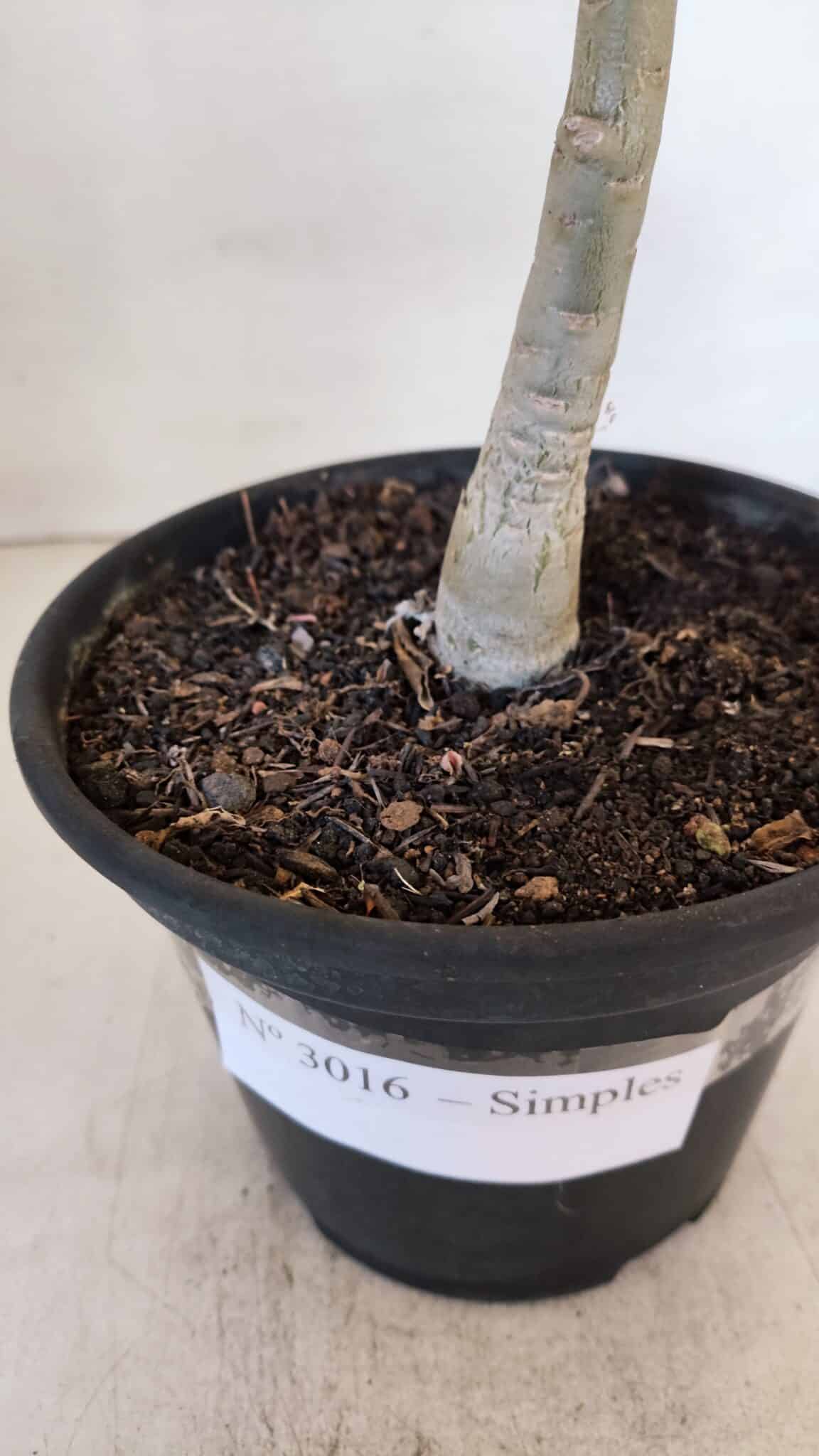 Planta Simples 3016 – 30cm – 02 anos