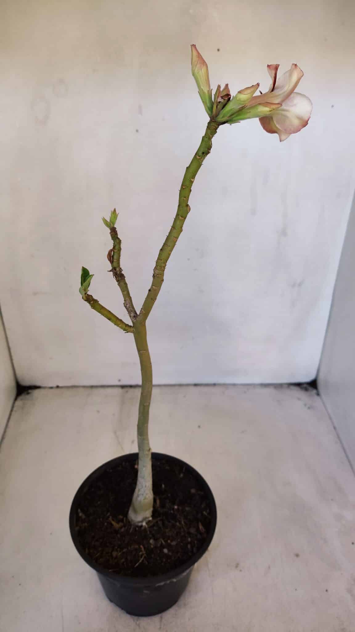 Planta Simples 3016 – 30cm – 02 anos