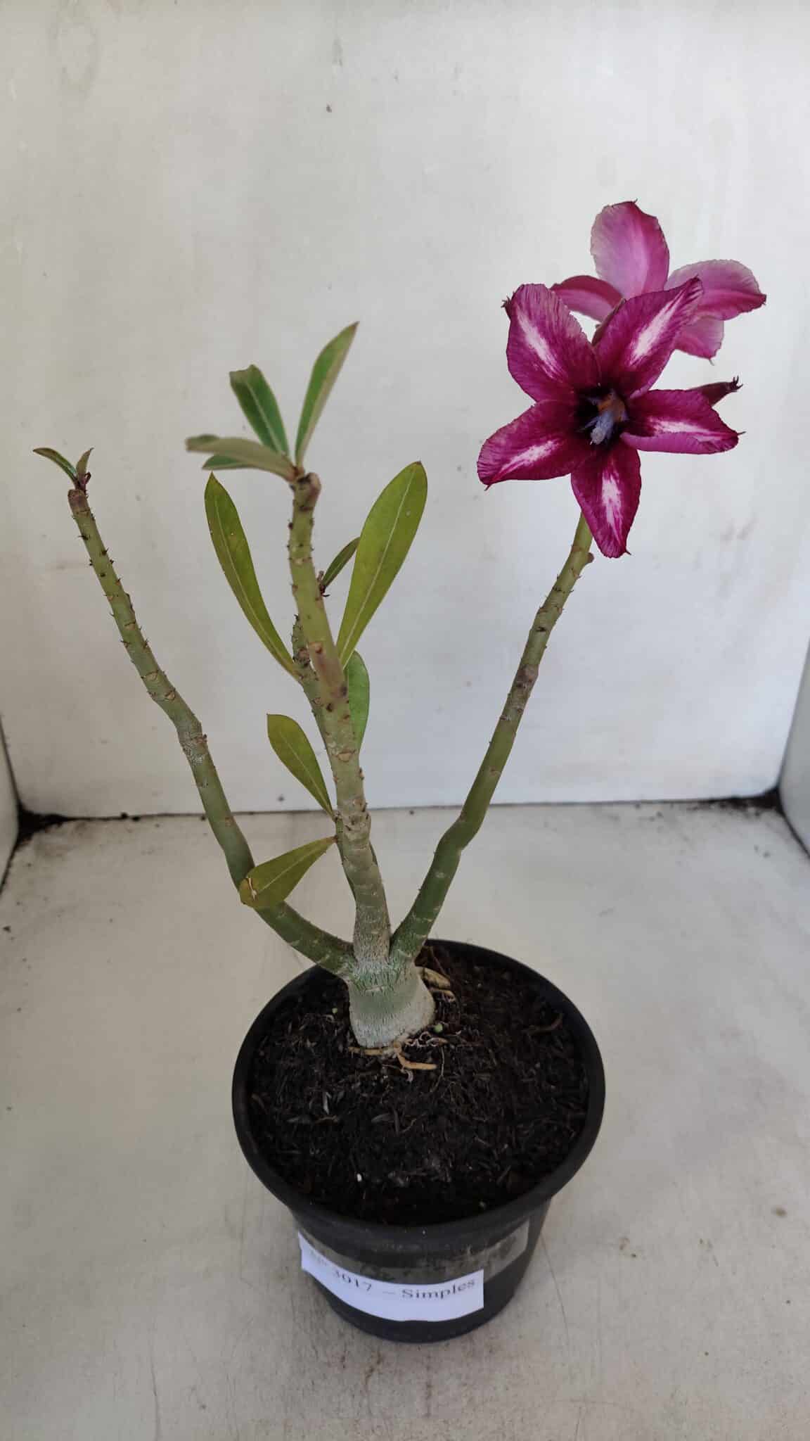 Planta Simples 3017 – 30cm – 02 anos