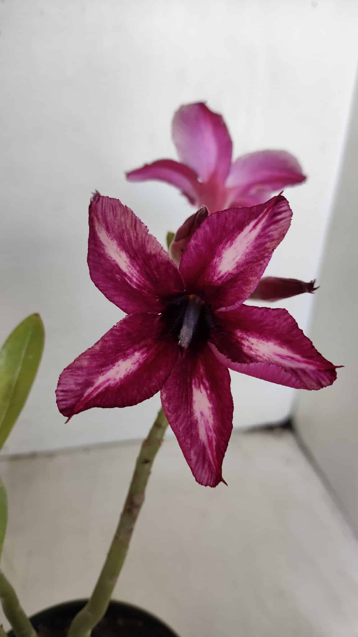 Planta Simples 3017 – 30cm – 02 anos
