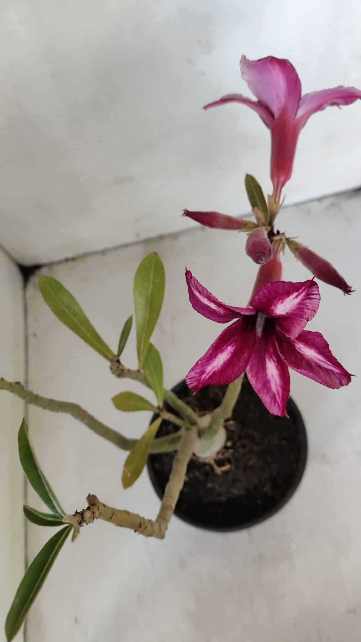 Planta Simples 3017 – 30cm – 02 anos