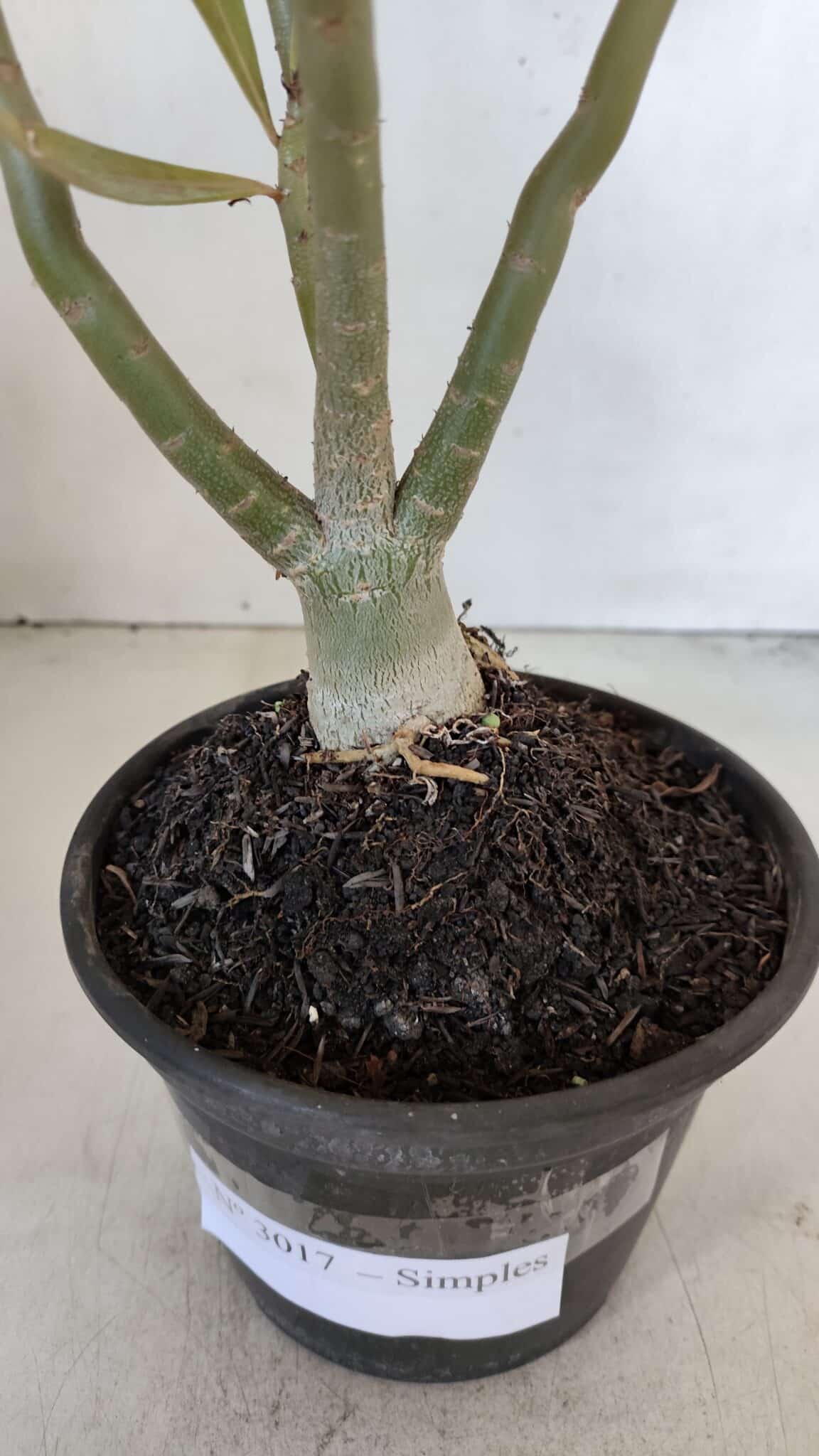 Planta Simples 3017 – 30cm – 02 anos