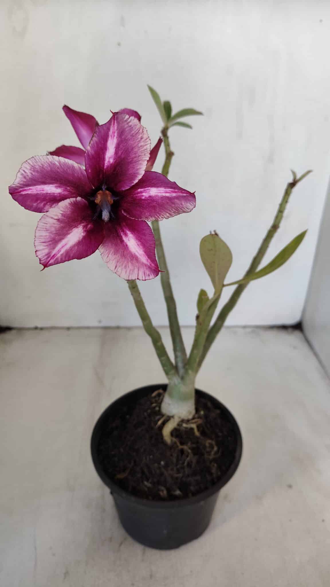 Planta Simples 3017 – 30cm – 02 anos