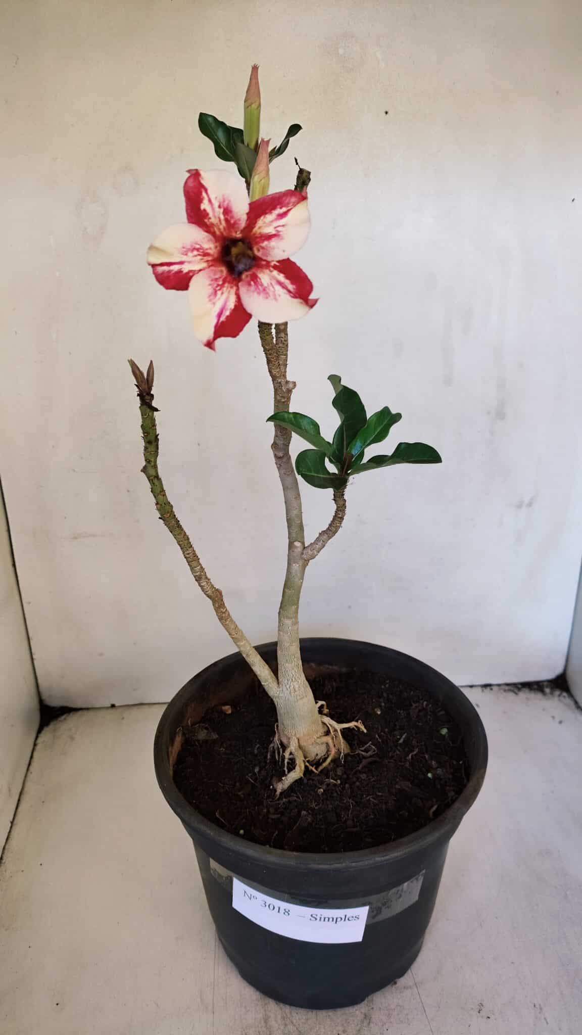 Planta Simples 3018 – 30cm – 03 anos