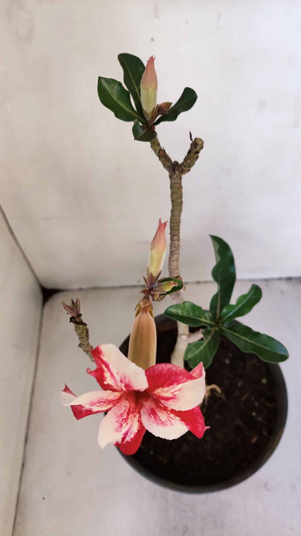 Planta Simples 3018 – 30cm – 03 anos