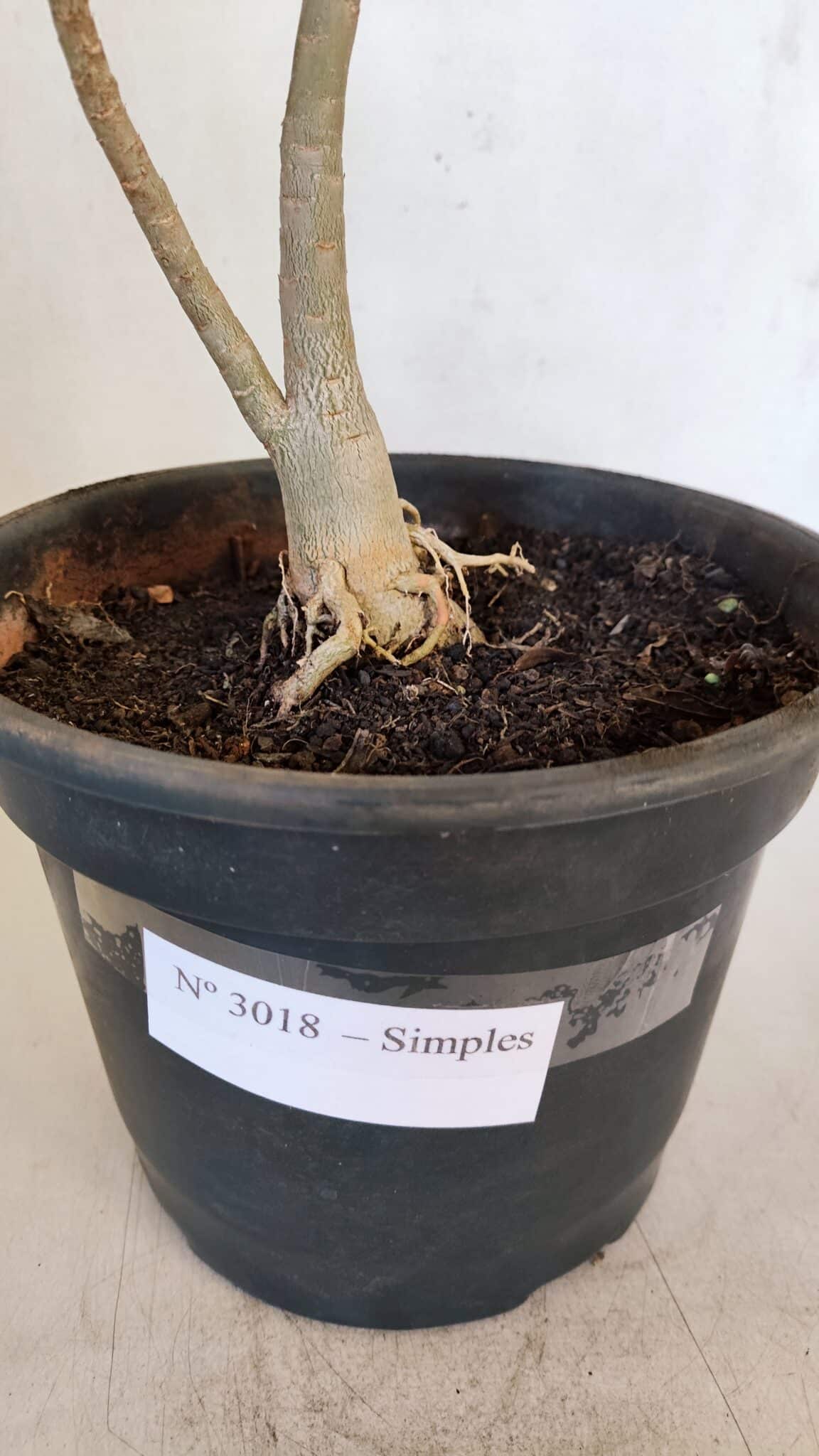 Planta Simples 3018 – 30cm – 03 anos