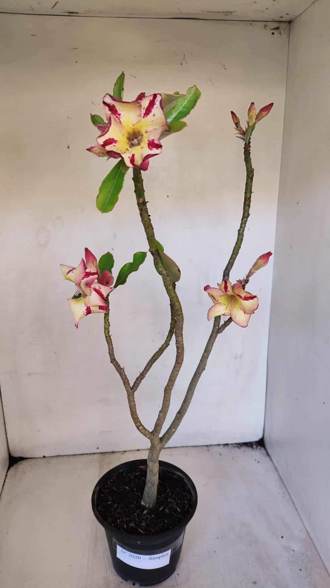 Planta Simples 3020 – 35cm – 03 anos