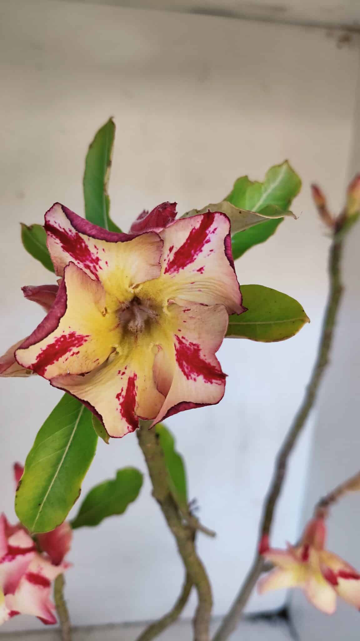 Planta Simples 3020 – 35cm – 03 anos