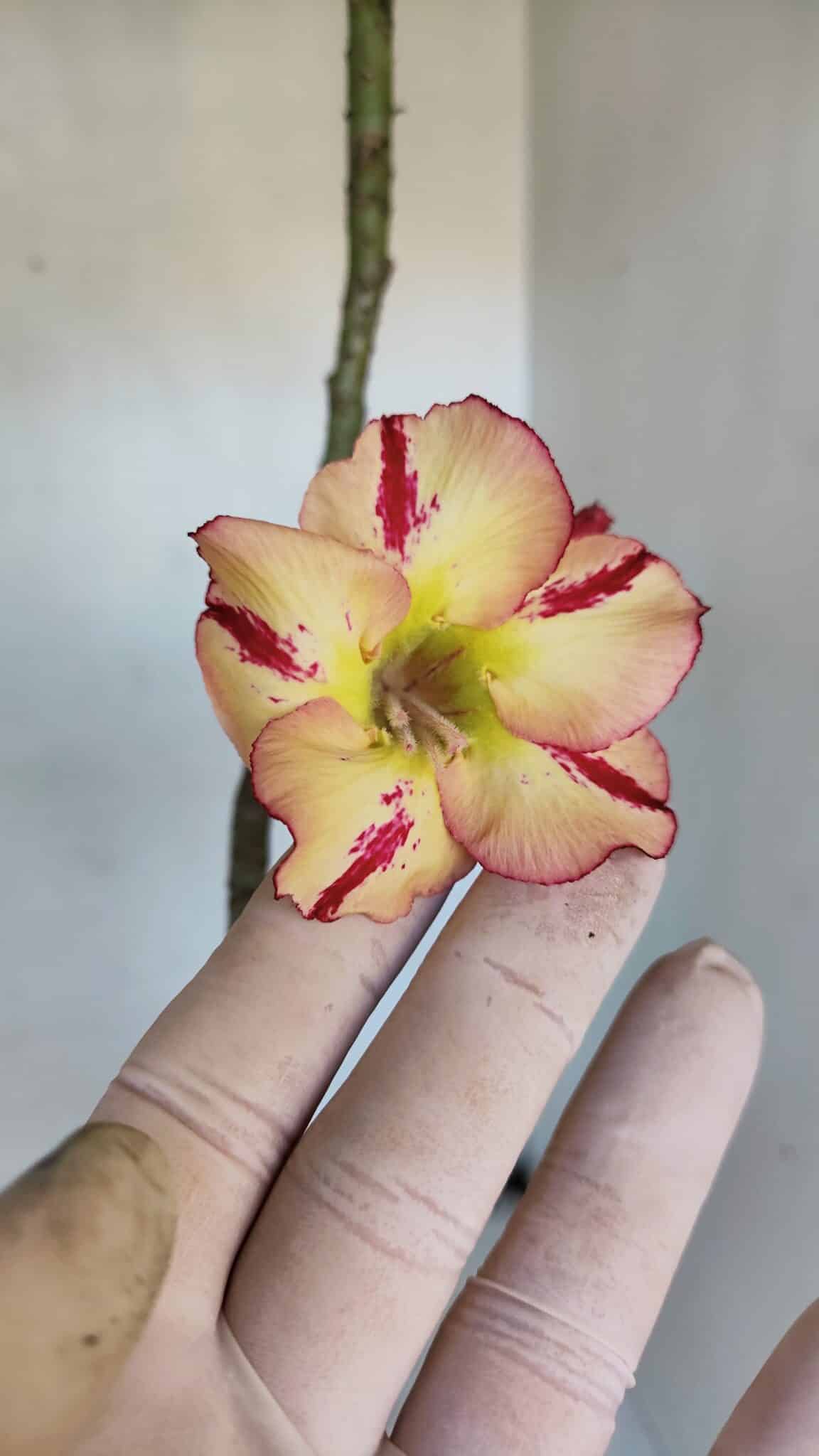 Planta Simples 3020 – 35cm – 03 anos