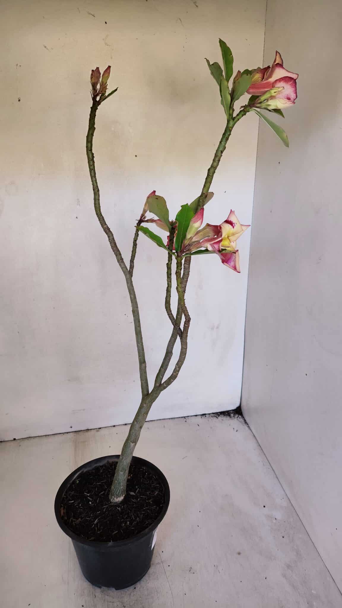 Planta Simples 3020 – 35cm – 03 anos