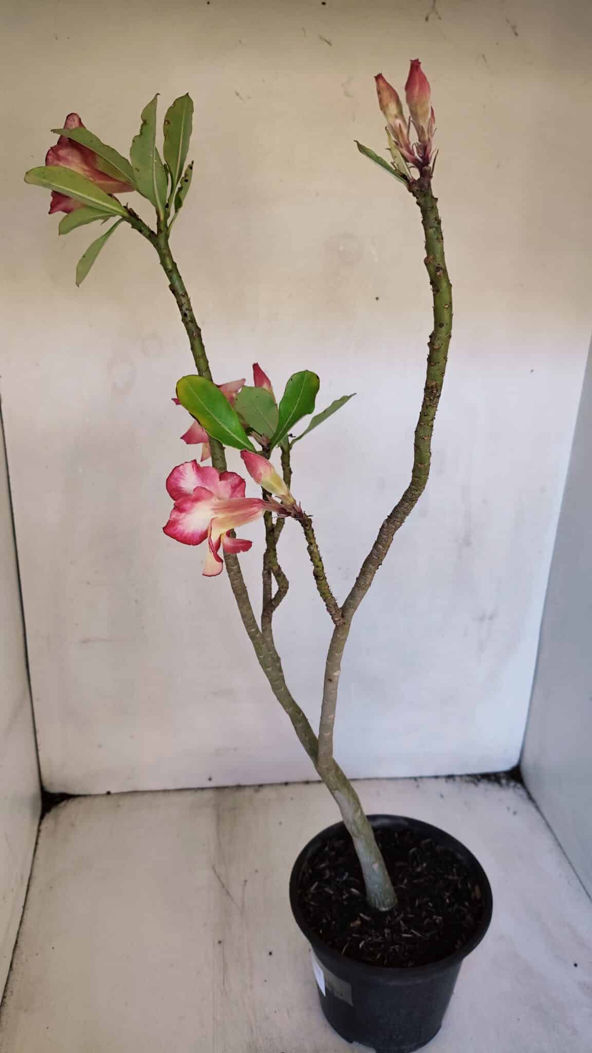 Planta Simples 3020 – 35cm – 03 anos