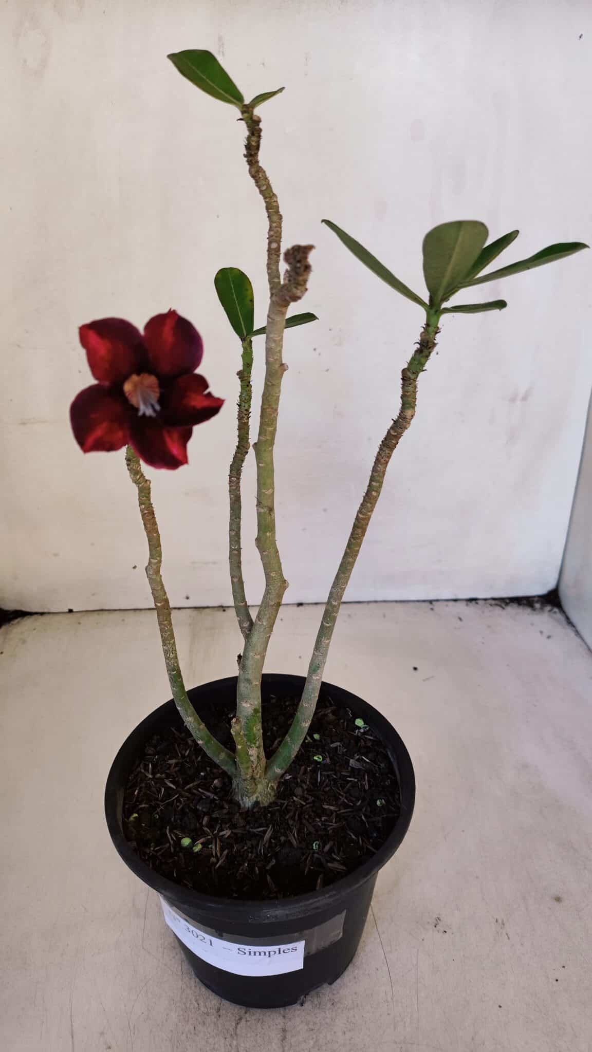 Planta Simples 3021 – 30cm – 03 anos