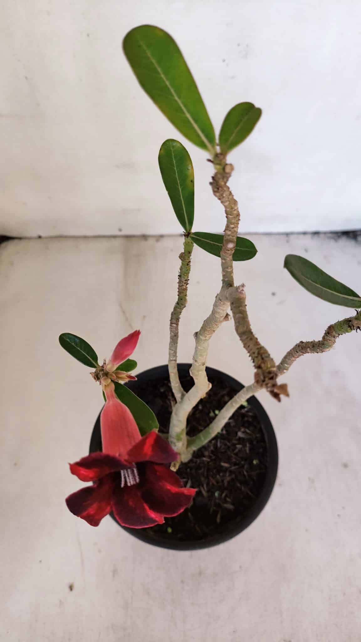 Planta Simples 3021 – 30cm – 03 anos