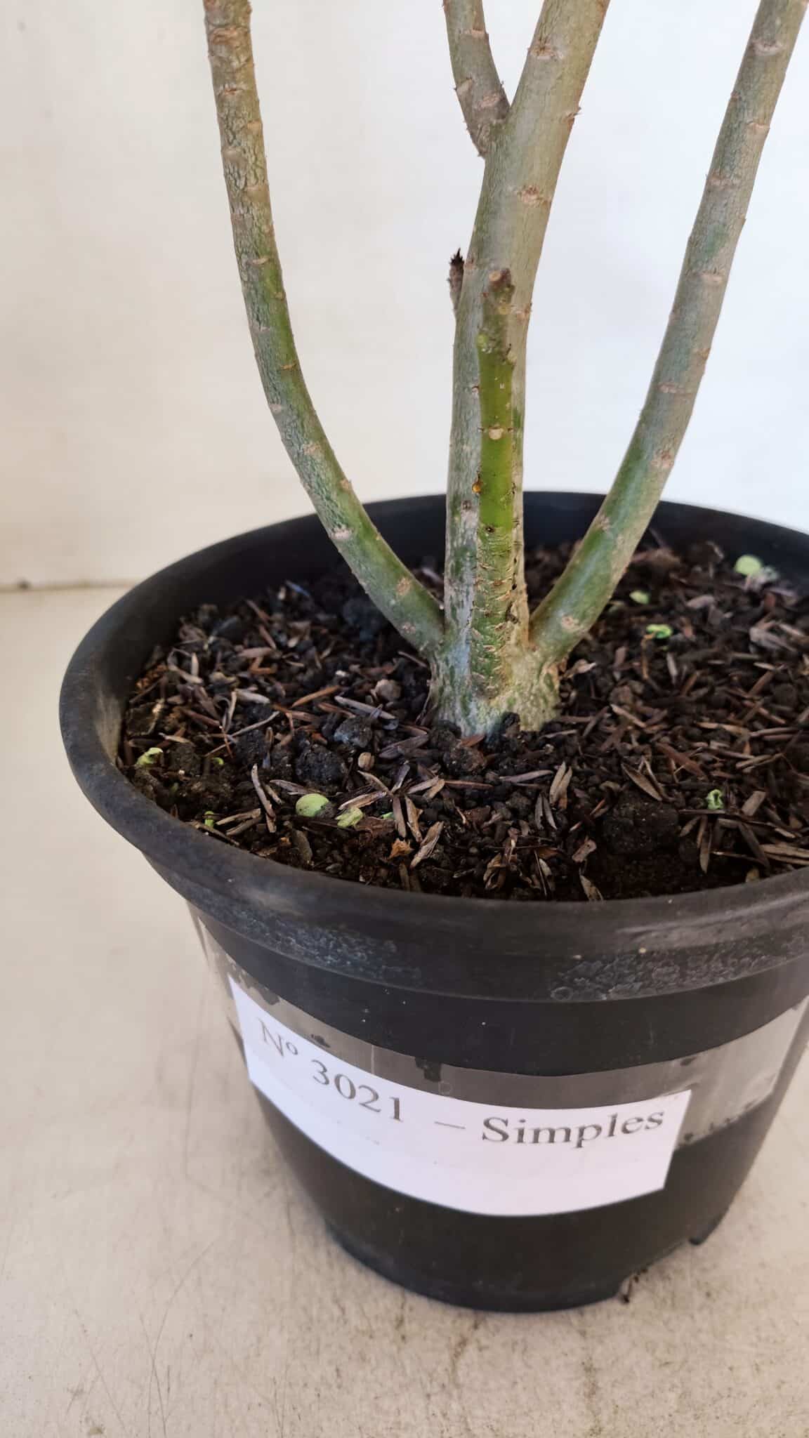 Planta Simples 3021 – 30cm – 03 anos