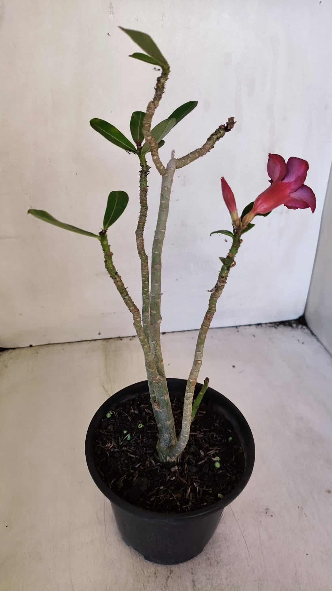 Planta Simples 3021 – 30cm – 03 anos