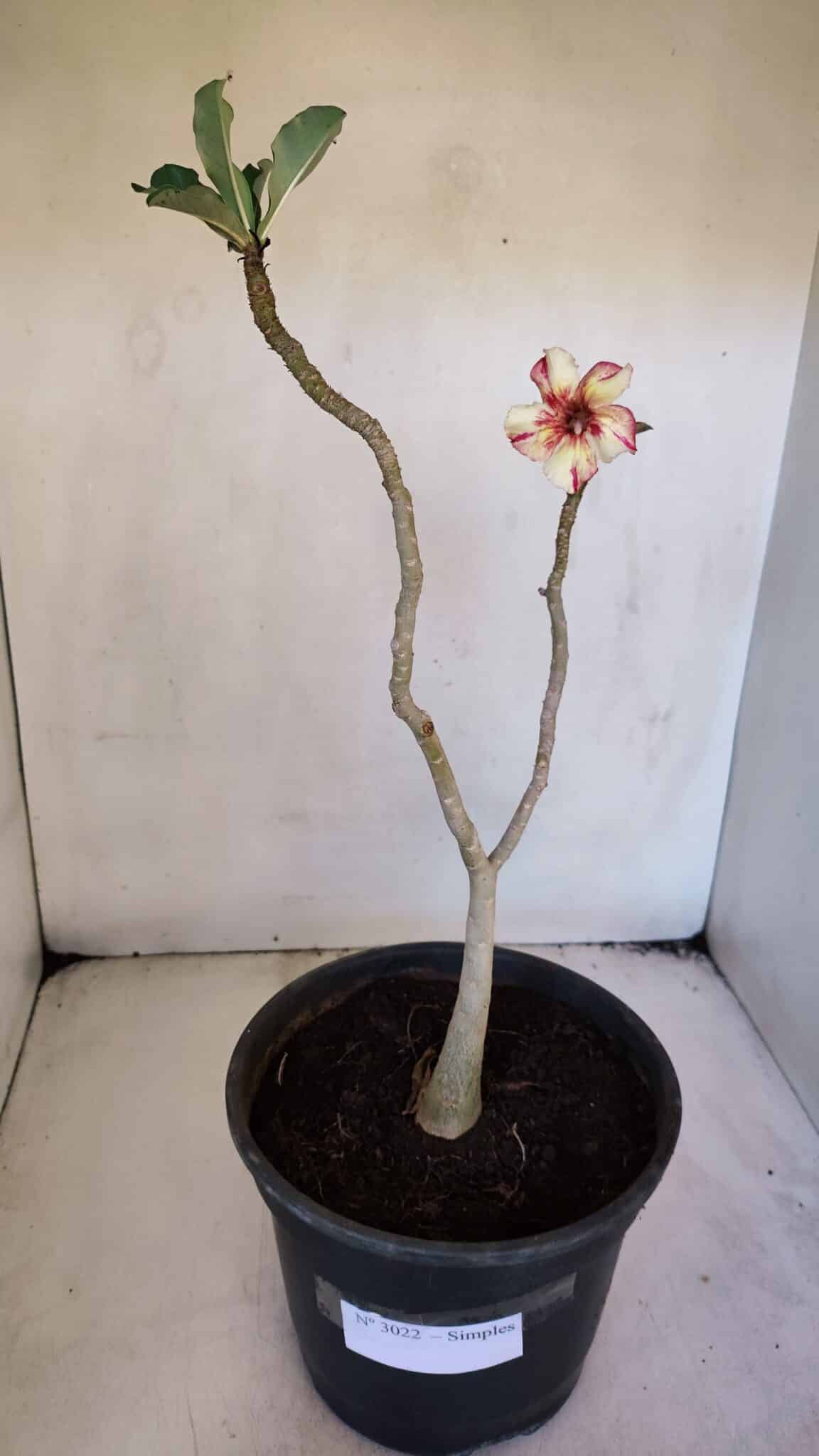 Planta Simples 3022 – 30cm – 03 anos
