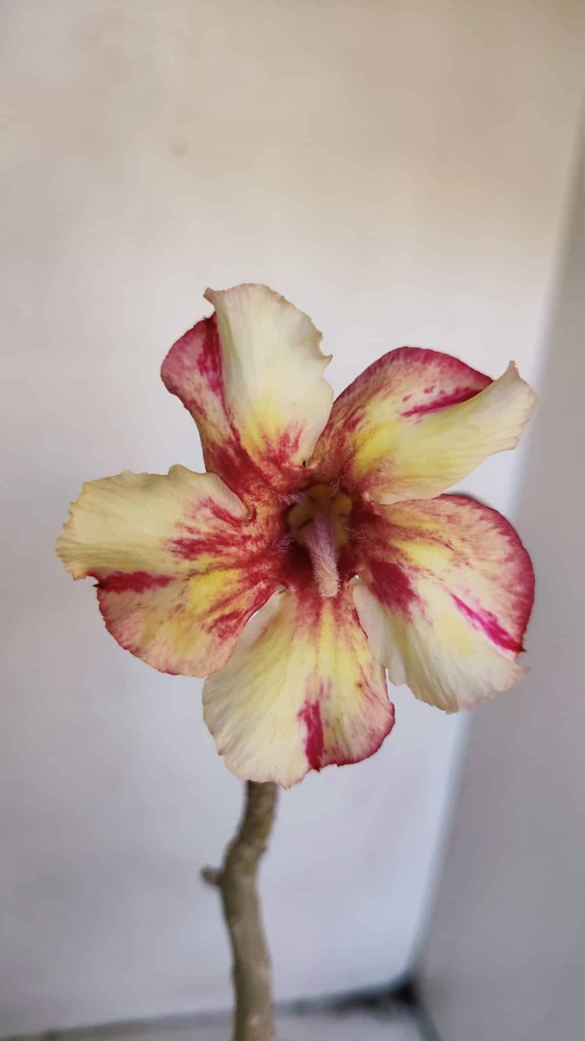 Planta Simples 3022 – 30cm – 03 anos
