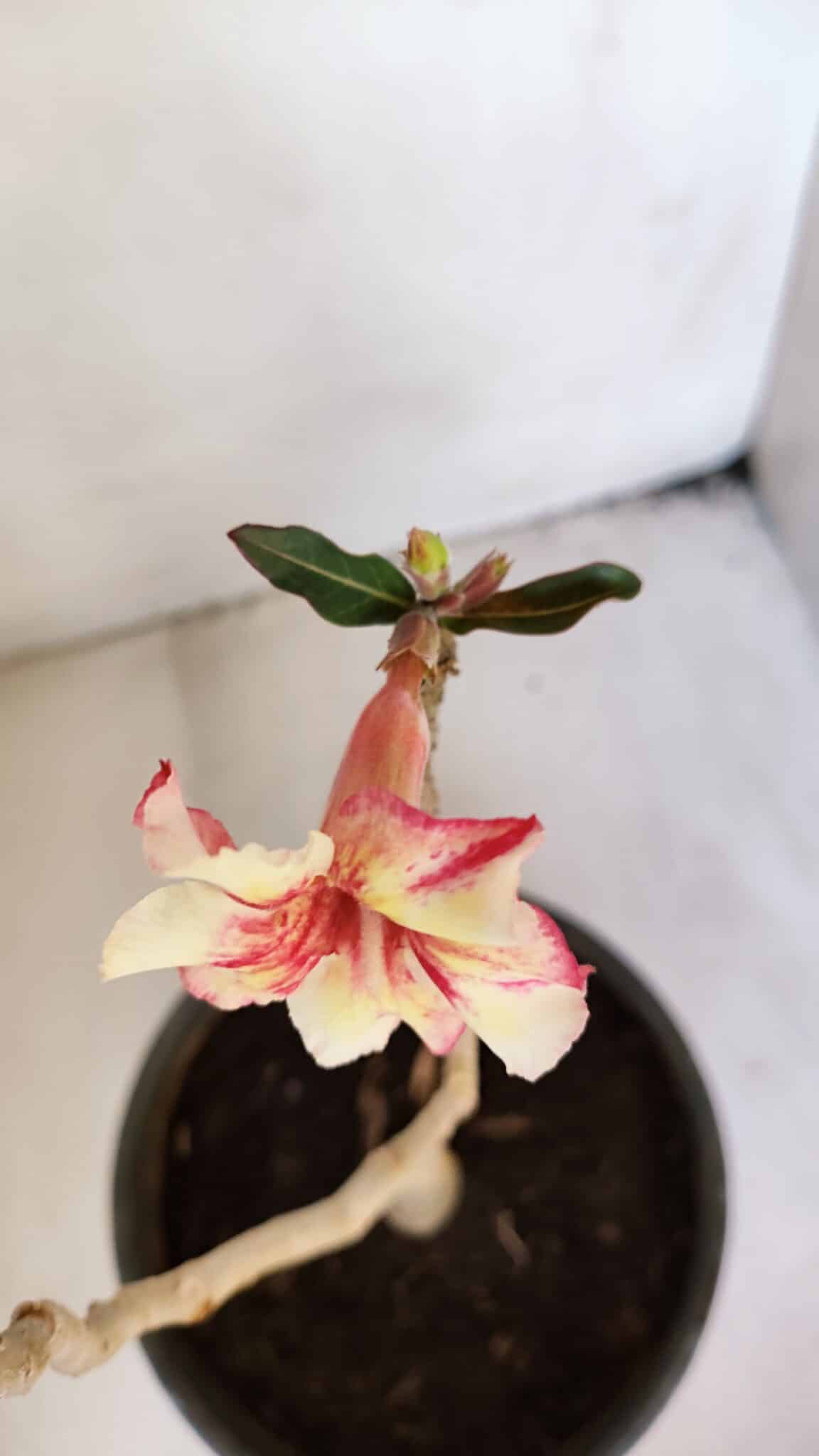 Planta Simples 3022 – 30cm – 03 anos