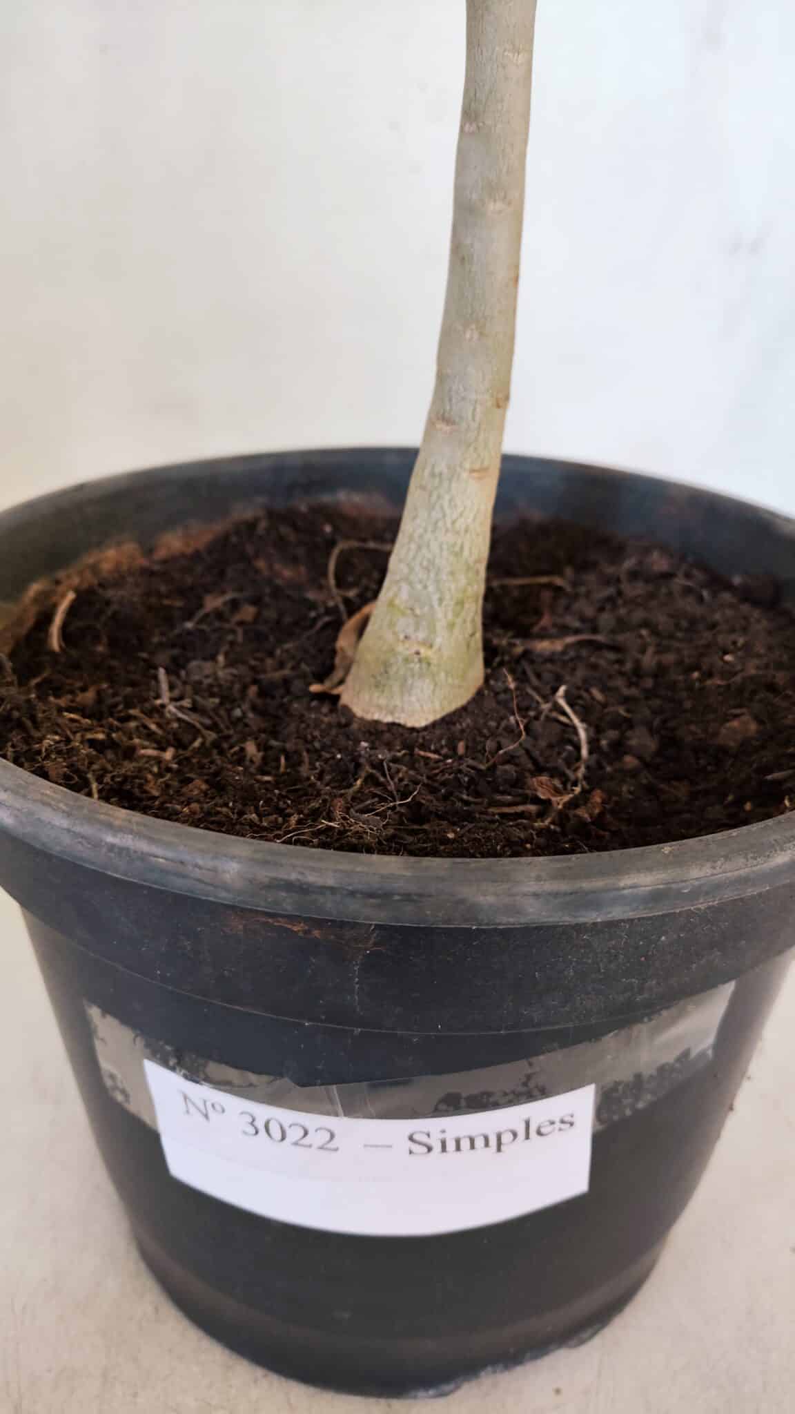 Planta Simples 3022 – 30cm – 03 anos