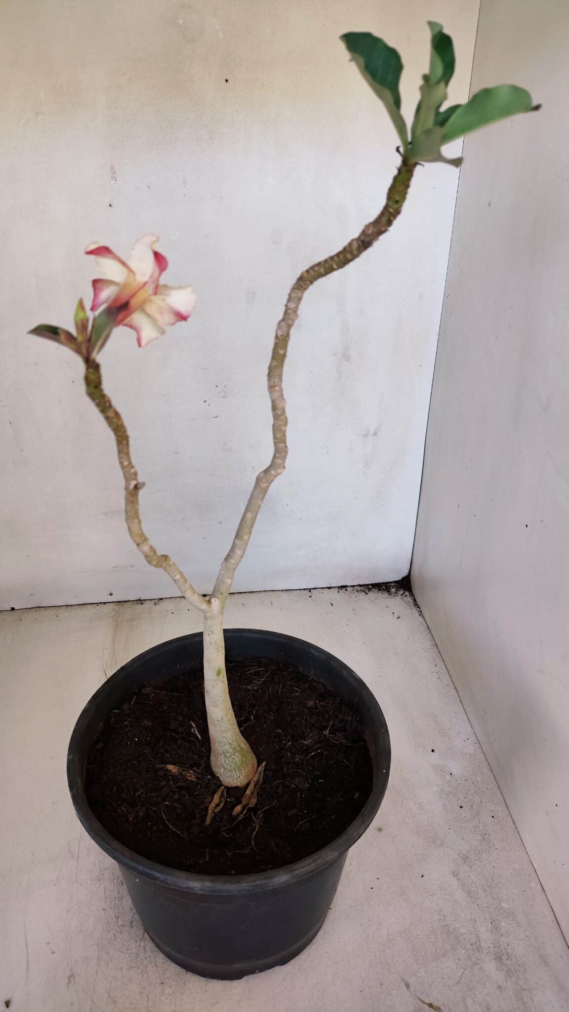 Planta Simples 3022 – 30cm – 03 anos