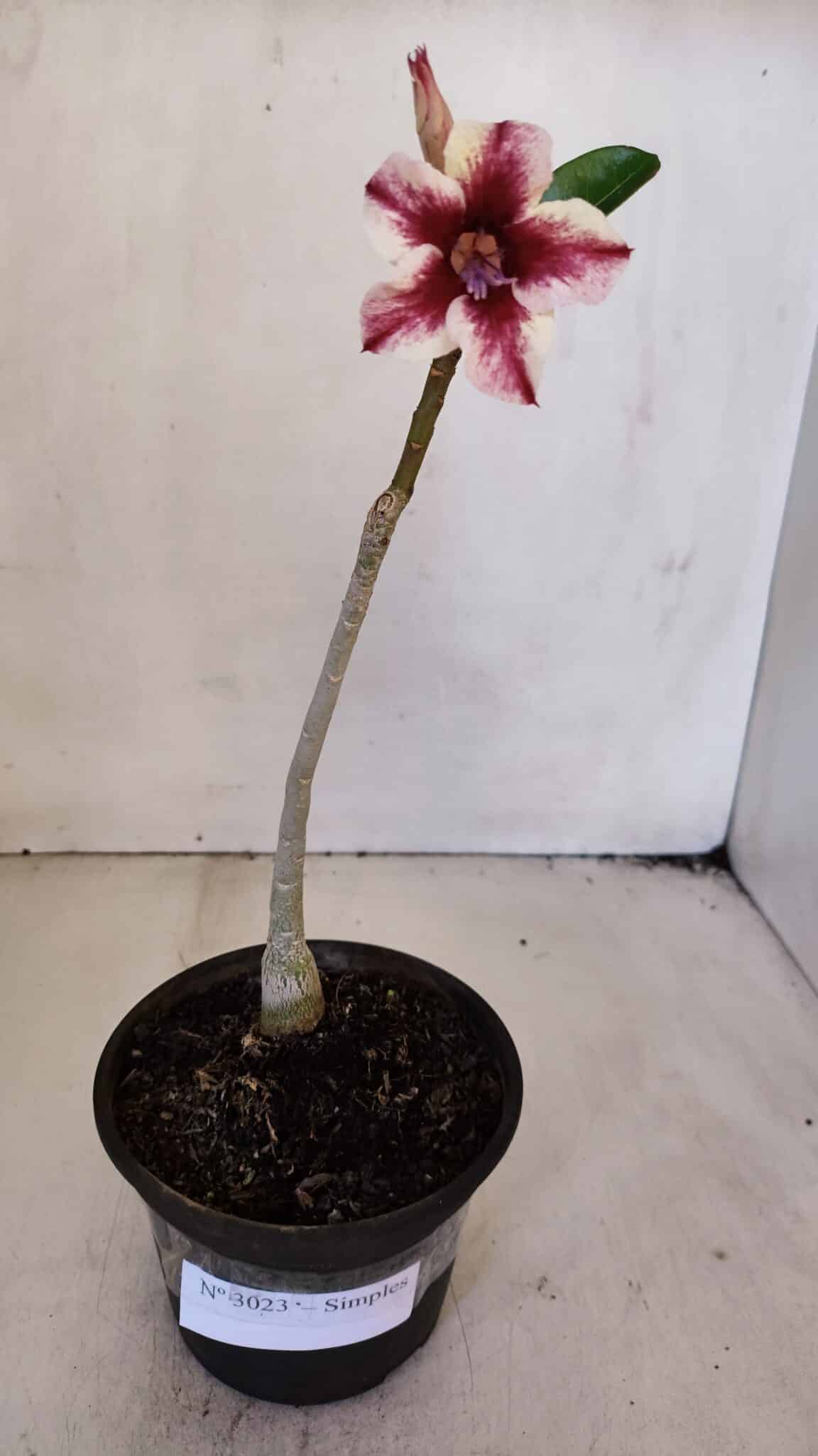 Planta Simples 3023 – 30cm – 02 anos