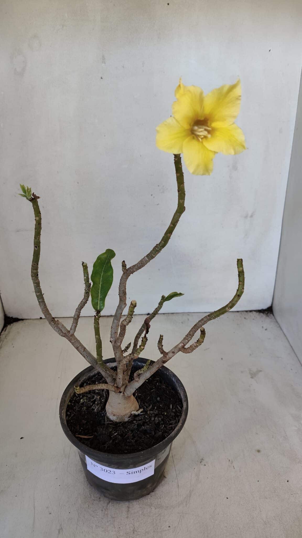 Planta Simples 3023 – 30cm – 03 anos
