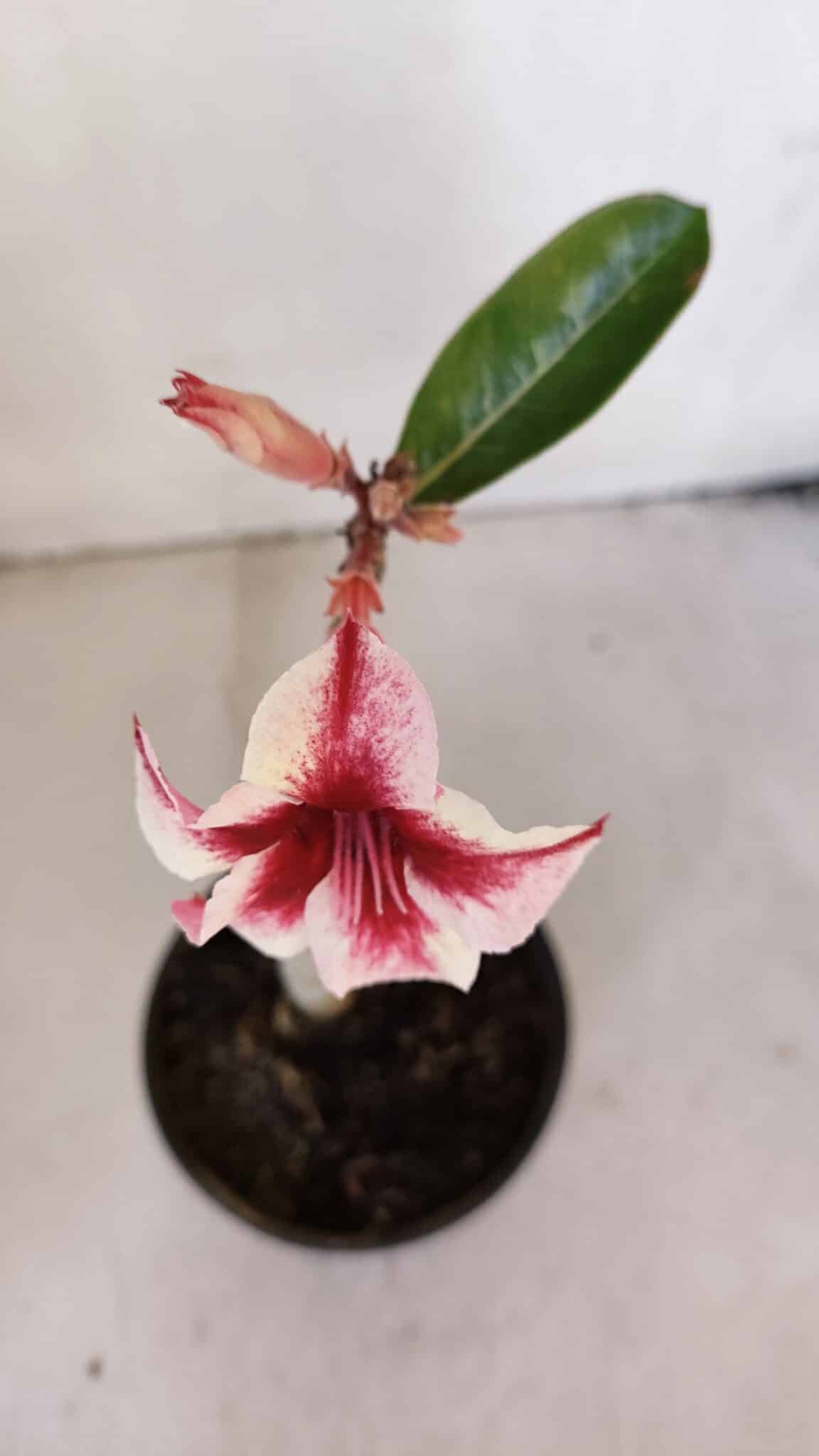 Planta Simples 3023 – 30cm – 02 anos