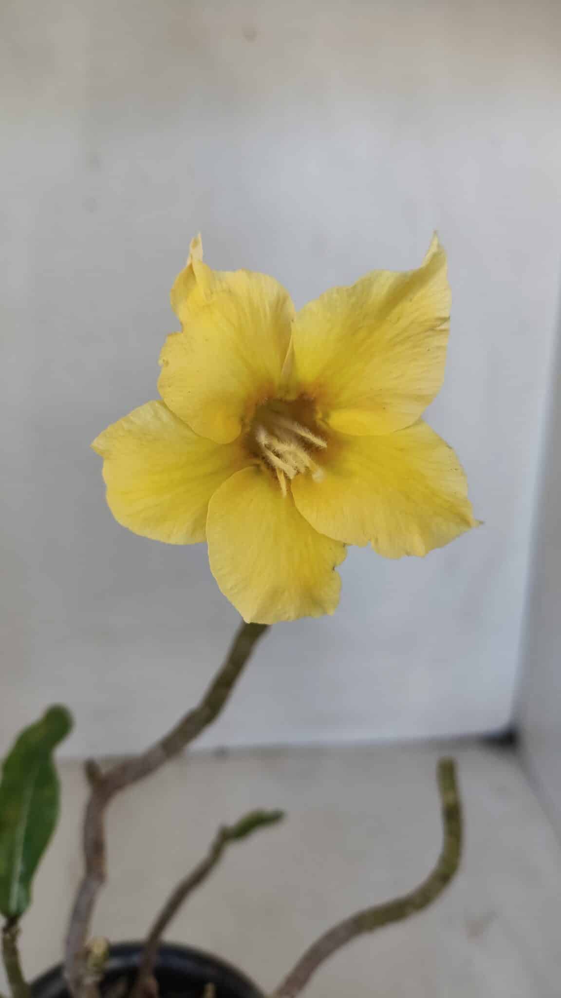 Planta Simples 3023 – 30cm – 03 anos