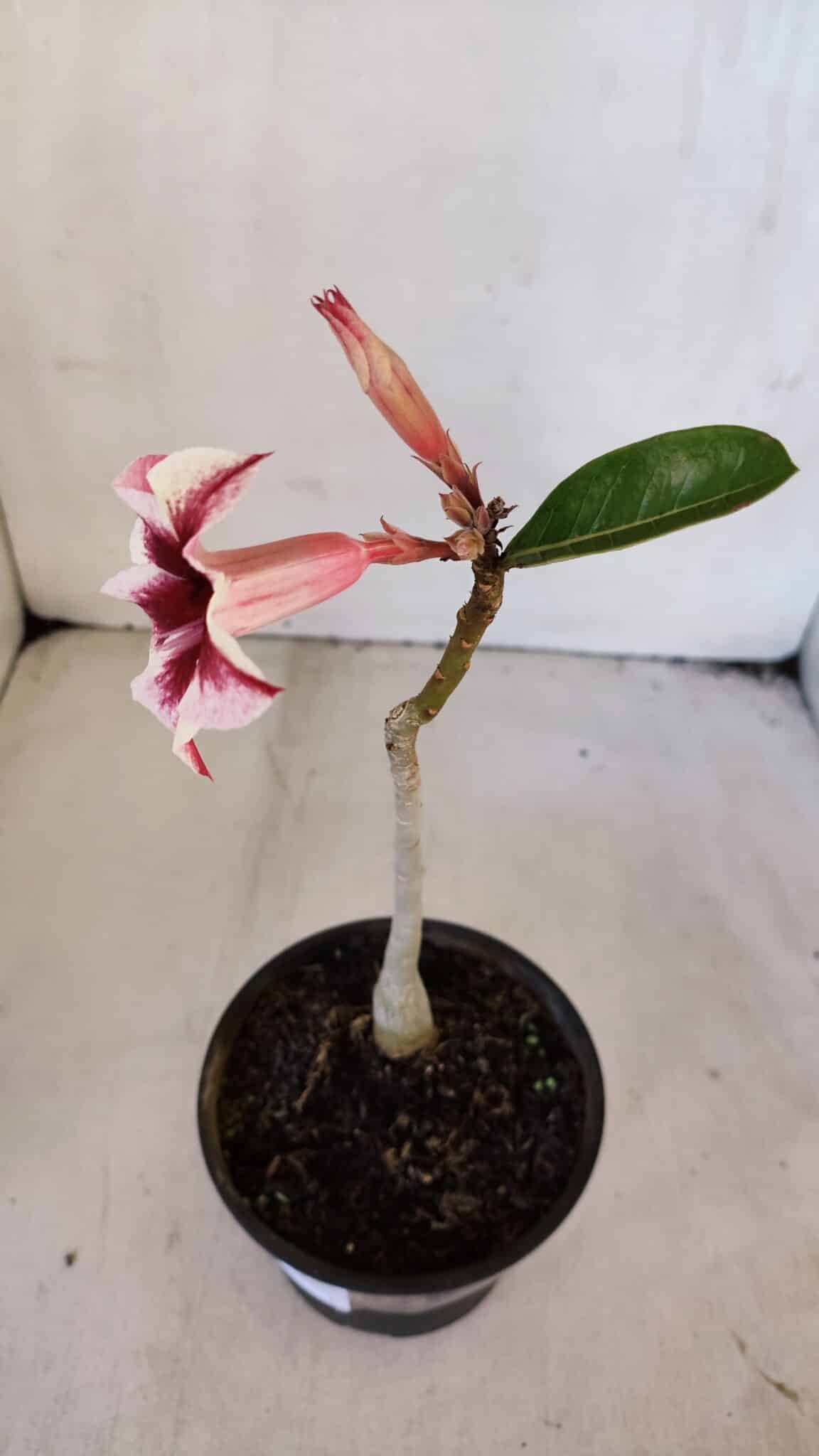 Planta Simples 3023 – 30cm – 02 anos