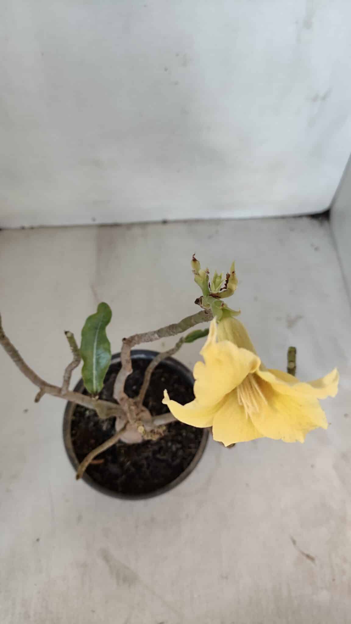 Planta Simples 3023 – 30cm – 03 anos